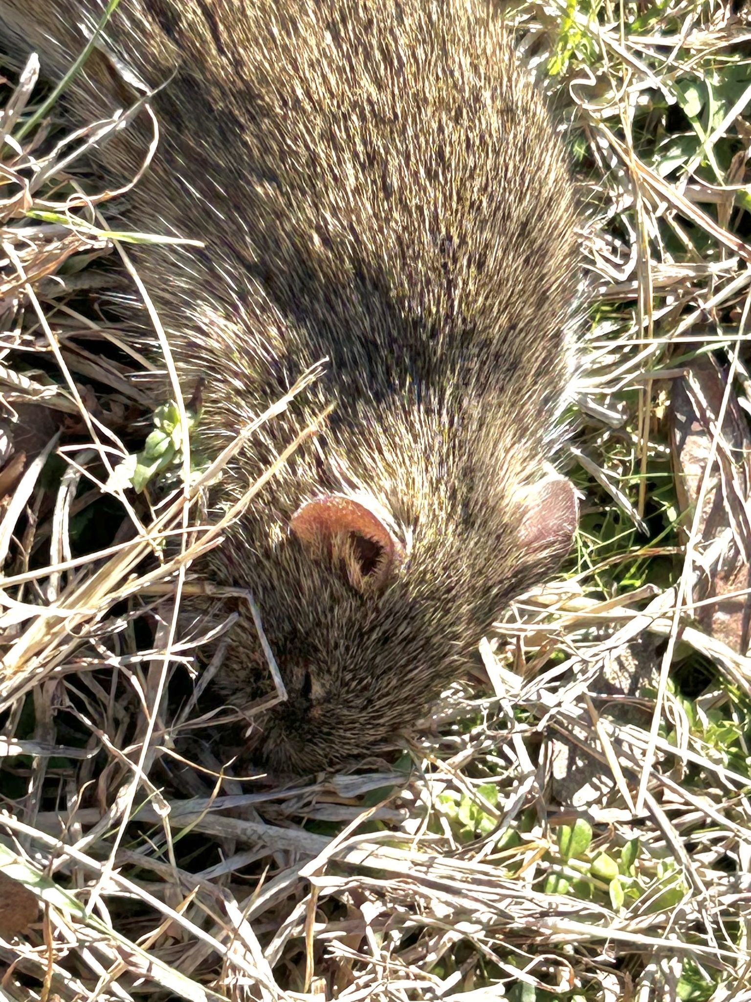 gbif image for Sigmodon hispidus