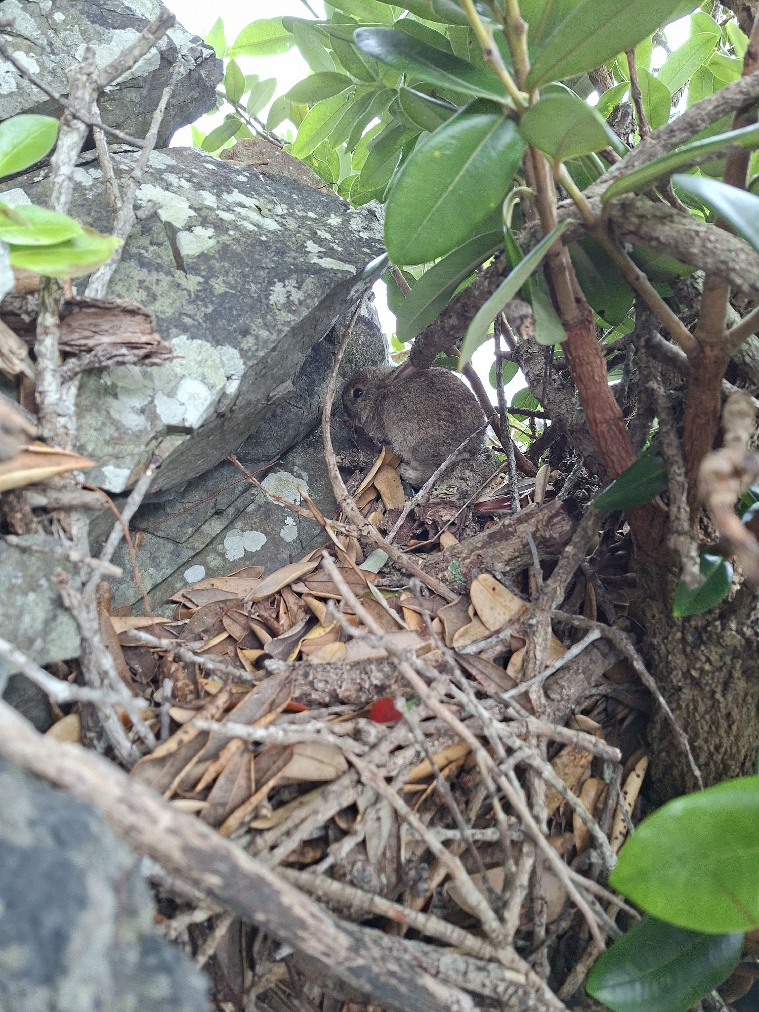 gbif image for Lepus cuniculus