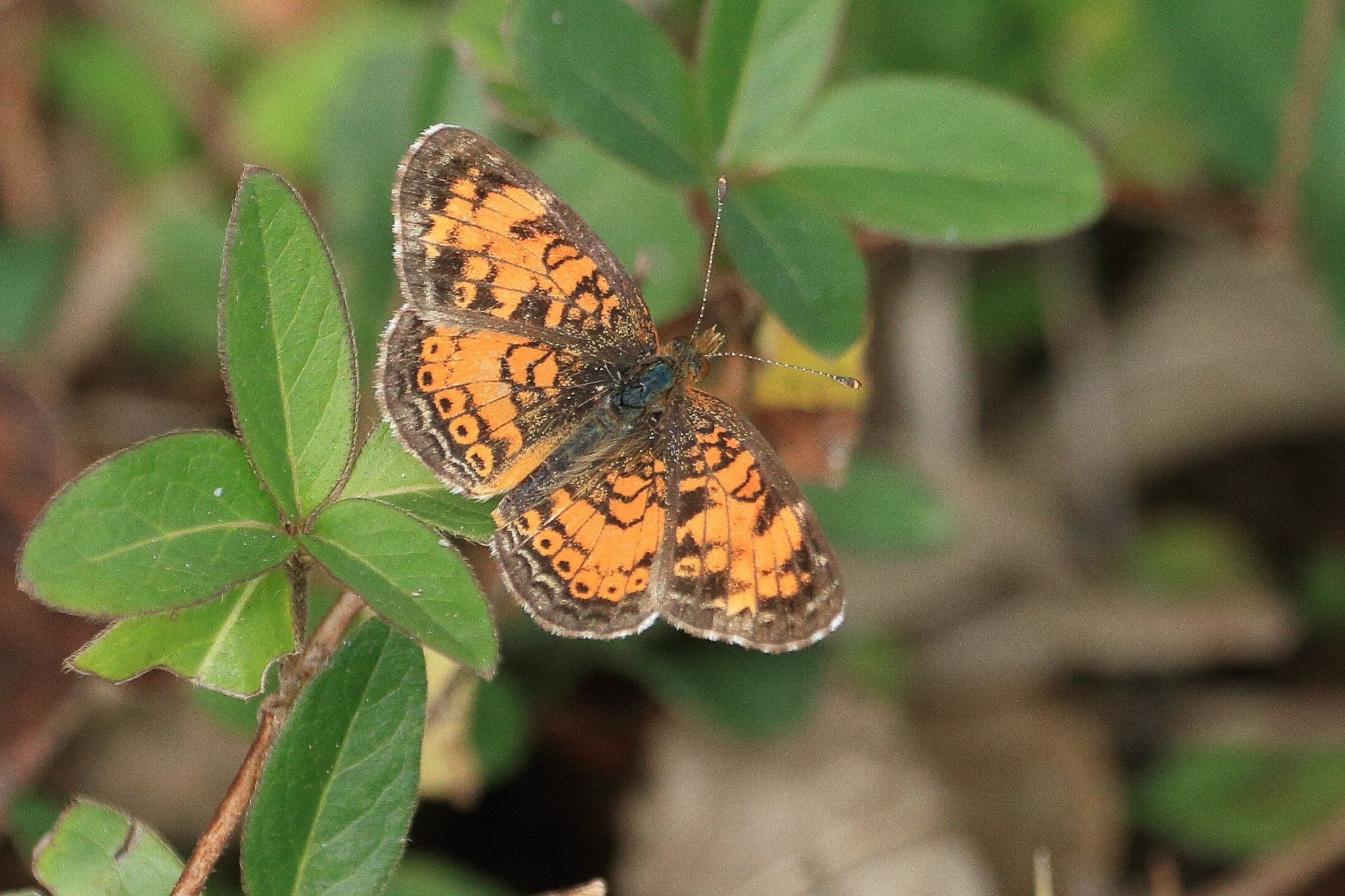 gbif image for Phyciodes tharos