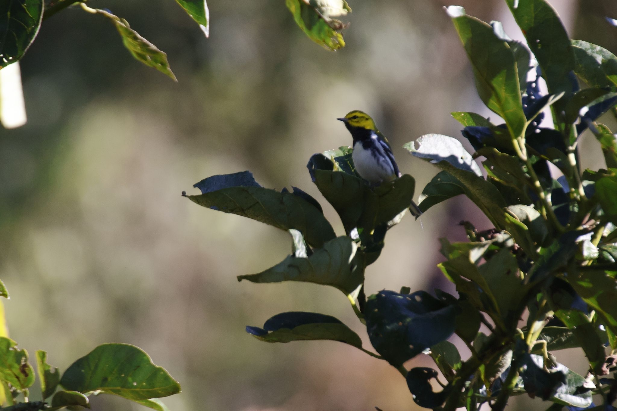 gbif image for Dendroica virens