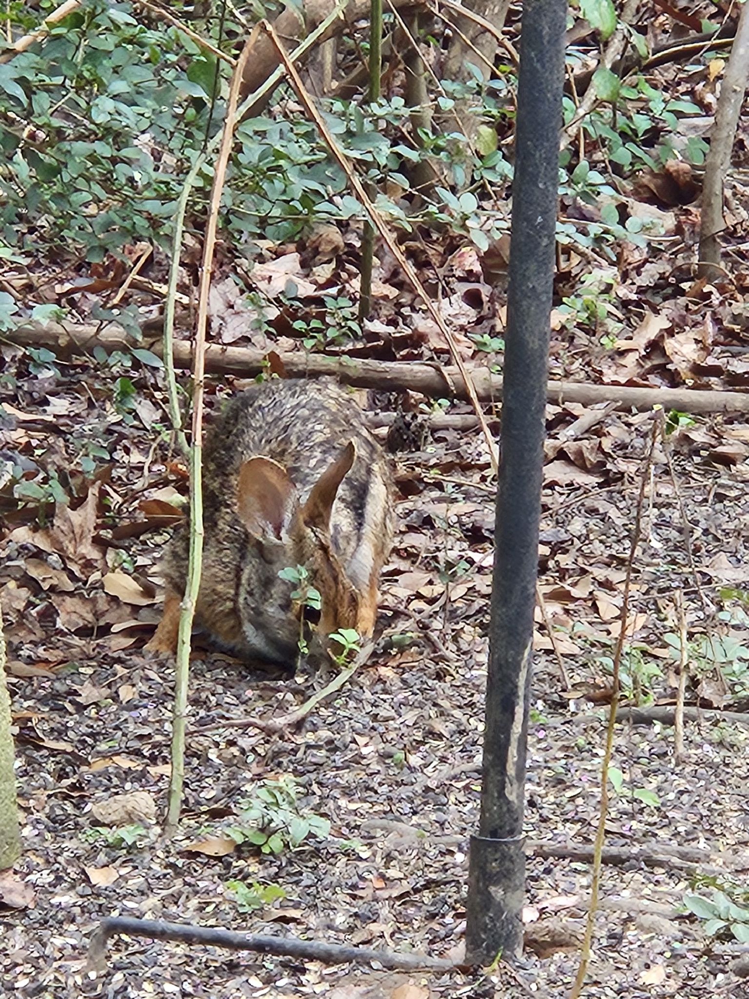 gbif image for Sylvilagus aquaticus