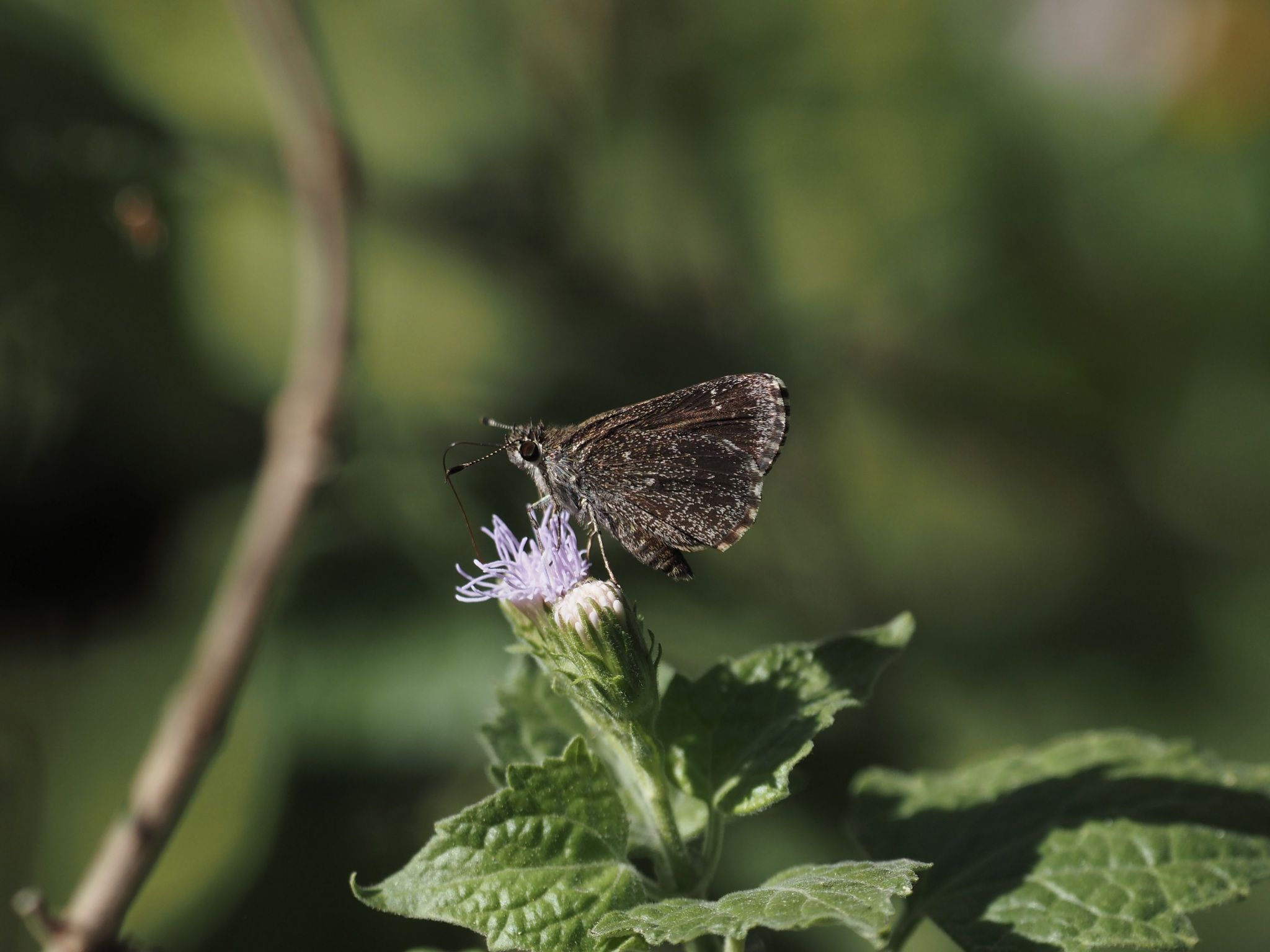 gbif image for Amblyscirtes celia