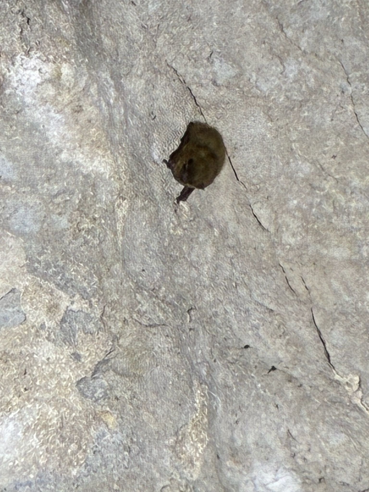 gbif image for Eptesicus fuscus