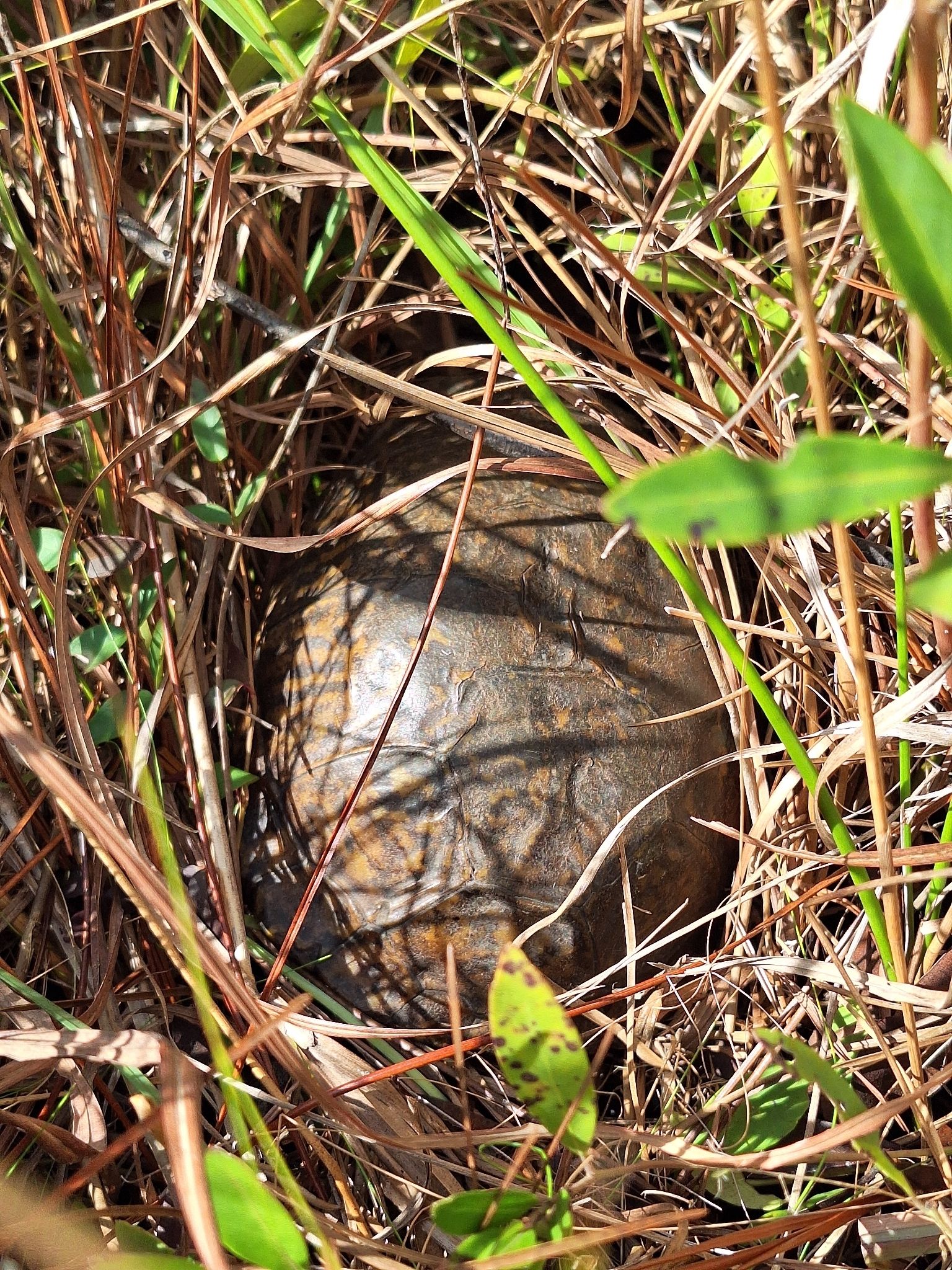 gbif image for Terrapene carolina