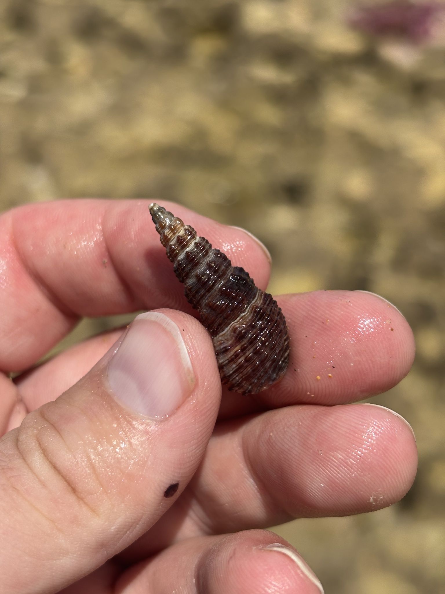 gbif image for Batillaria australis