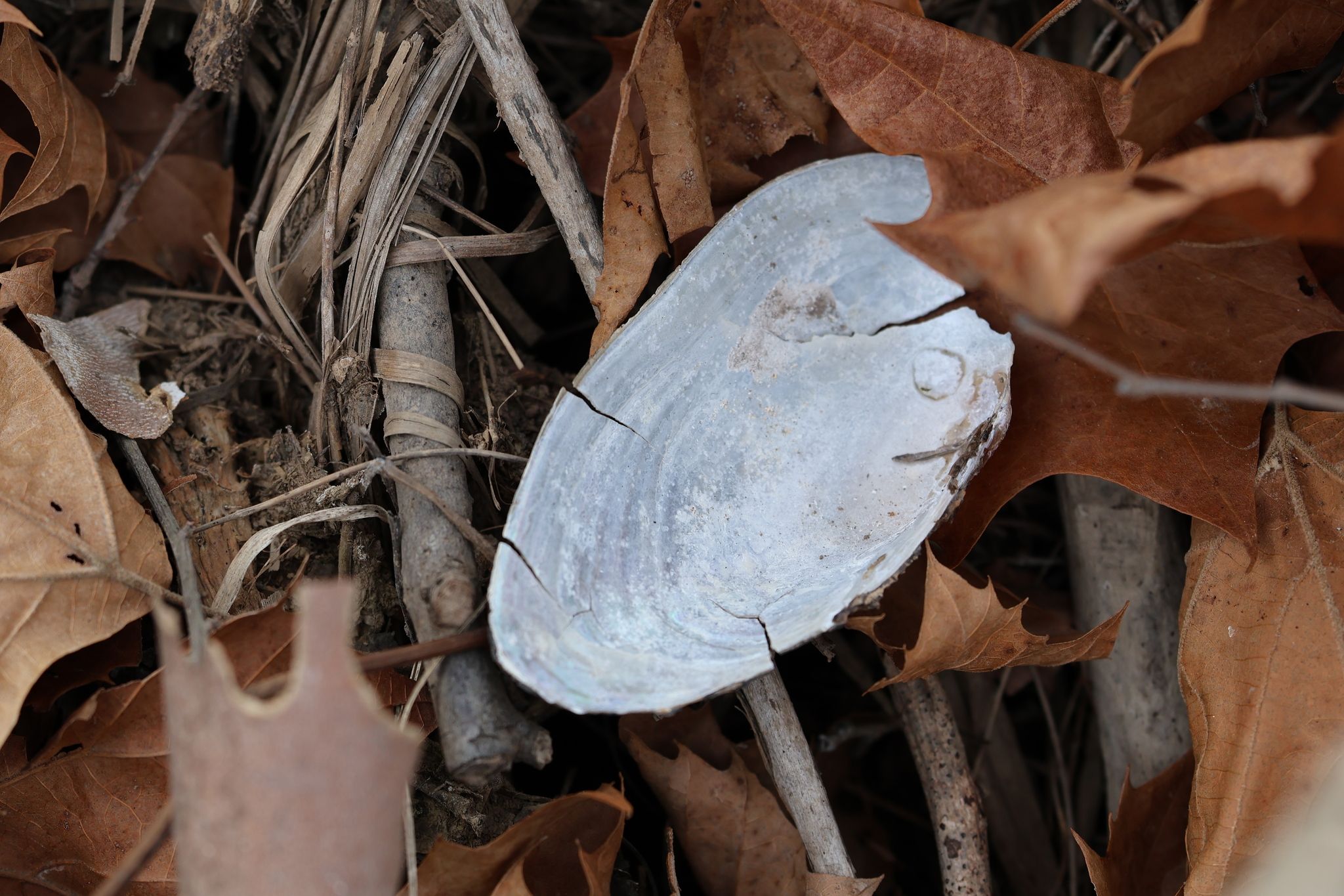 gbif image for Anodonta dariensis