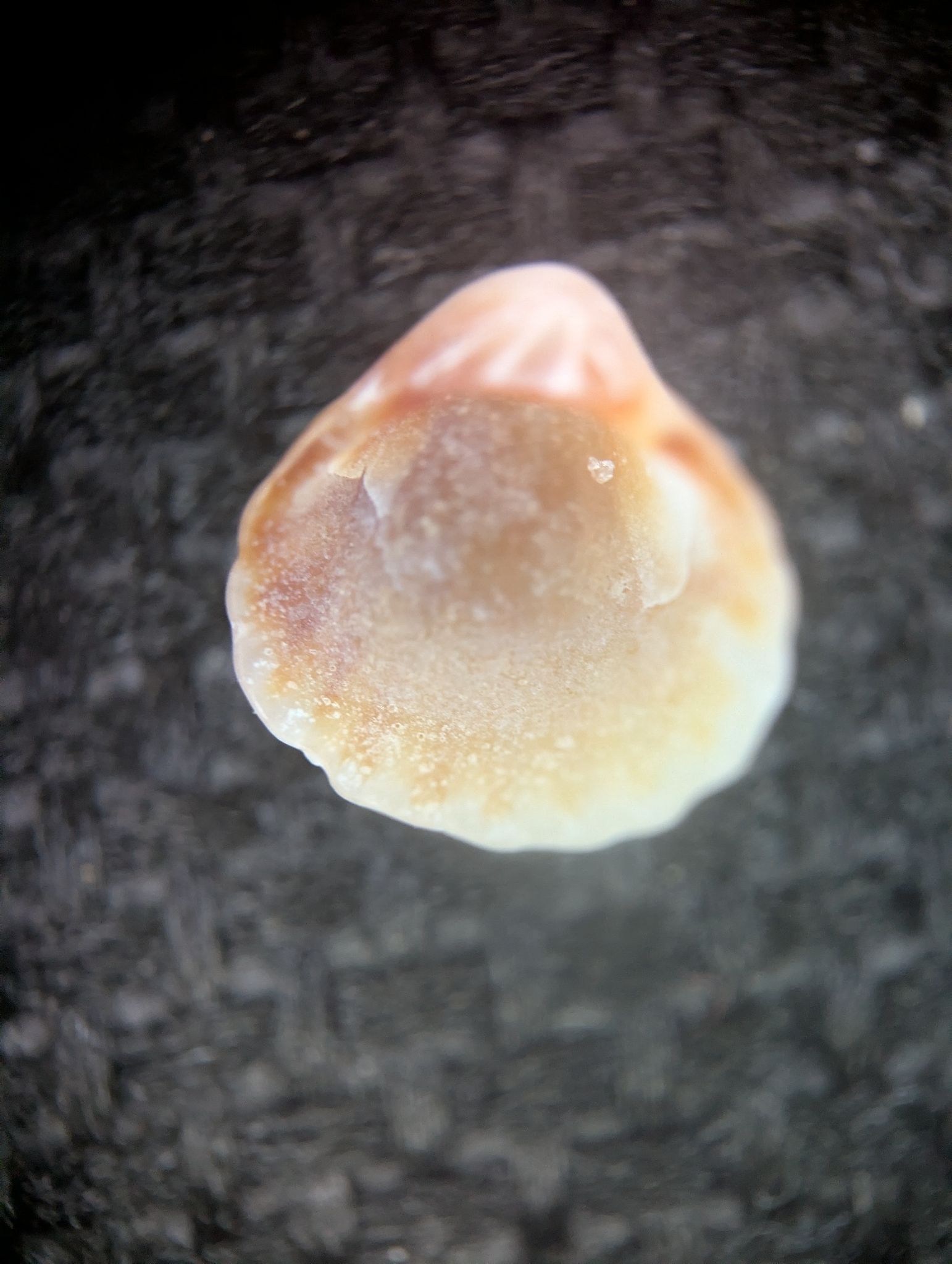 gbif image for Pleuromeris tridentata