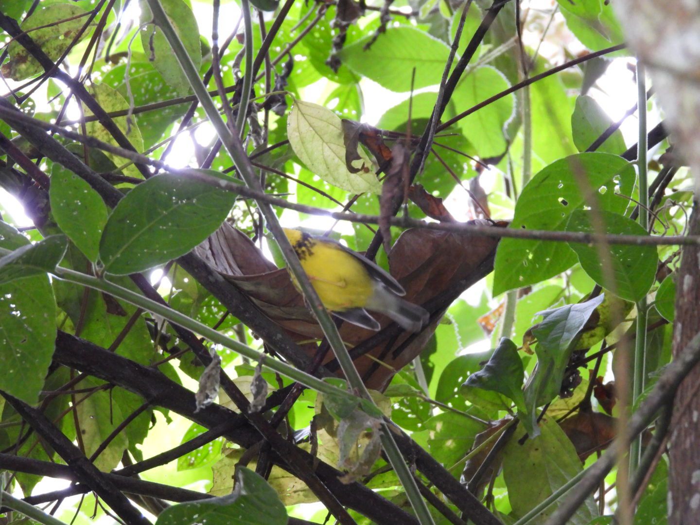 gbif image for Wilsonia canadensis