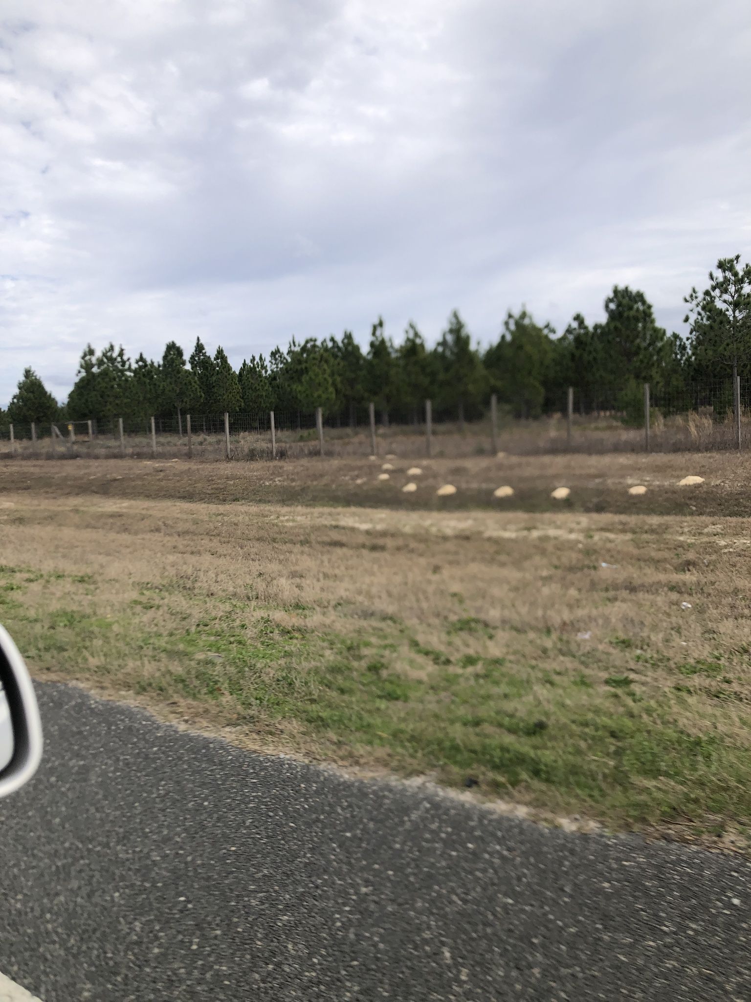 gbif image for Geomys pinetis