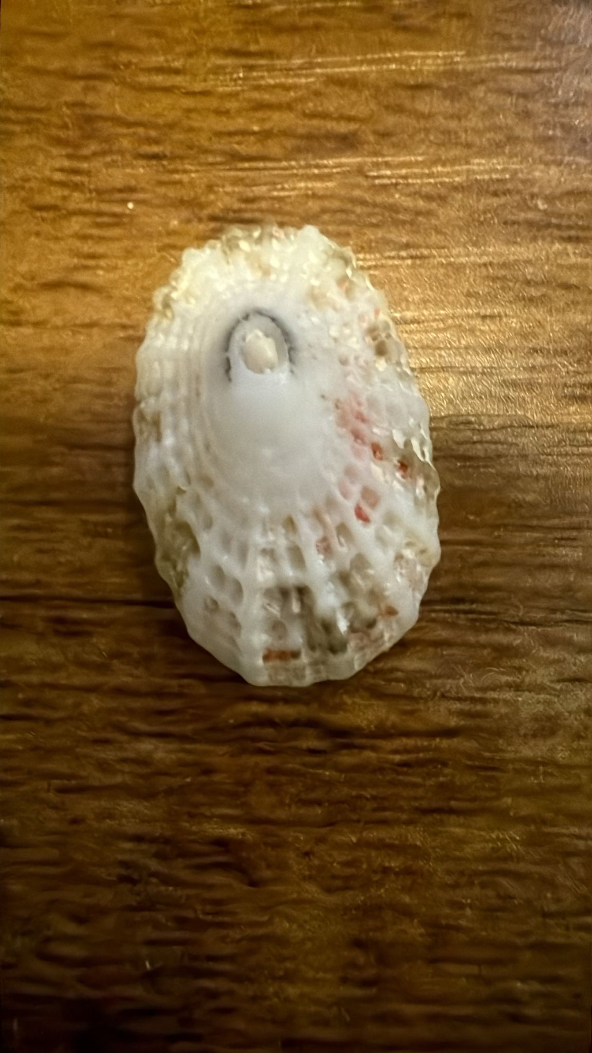 gbif image for Diodora listeri