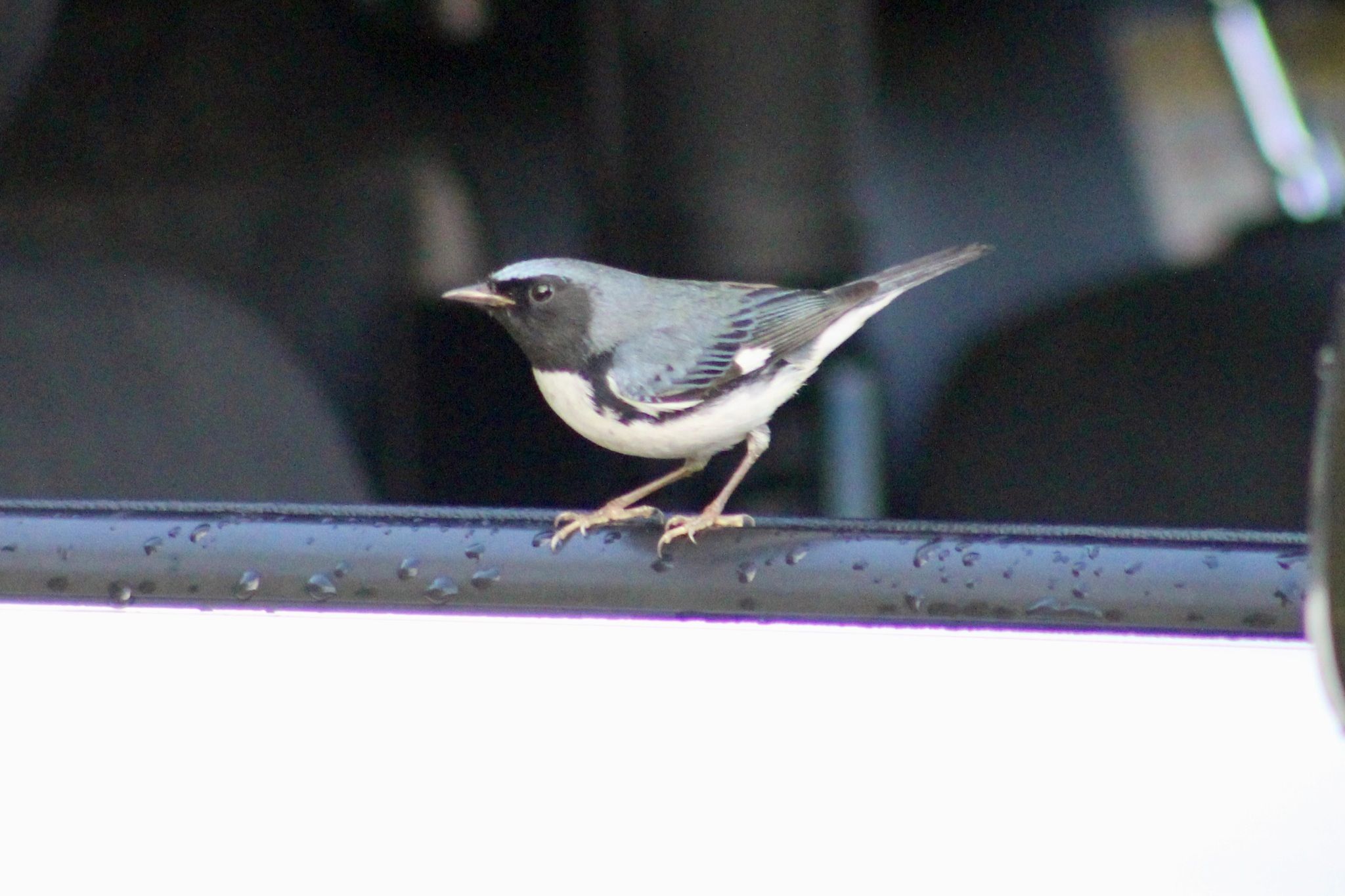 gbif image for Dendroica caerulescens