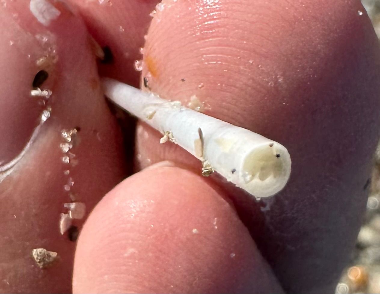 gbif image for Dentalium eboreum