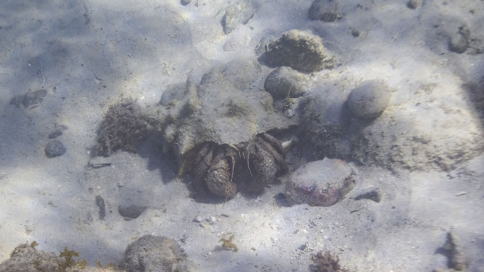 gbif image for Petrochirus diogenes