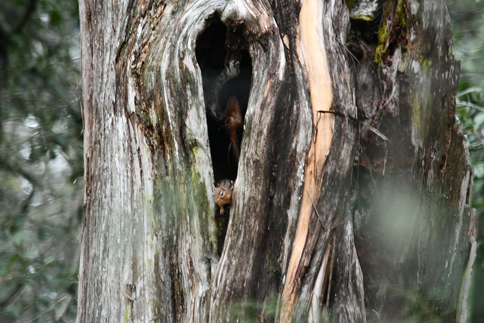 gbif image for Tamias striatus