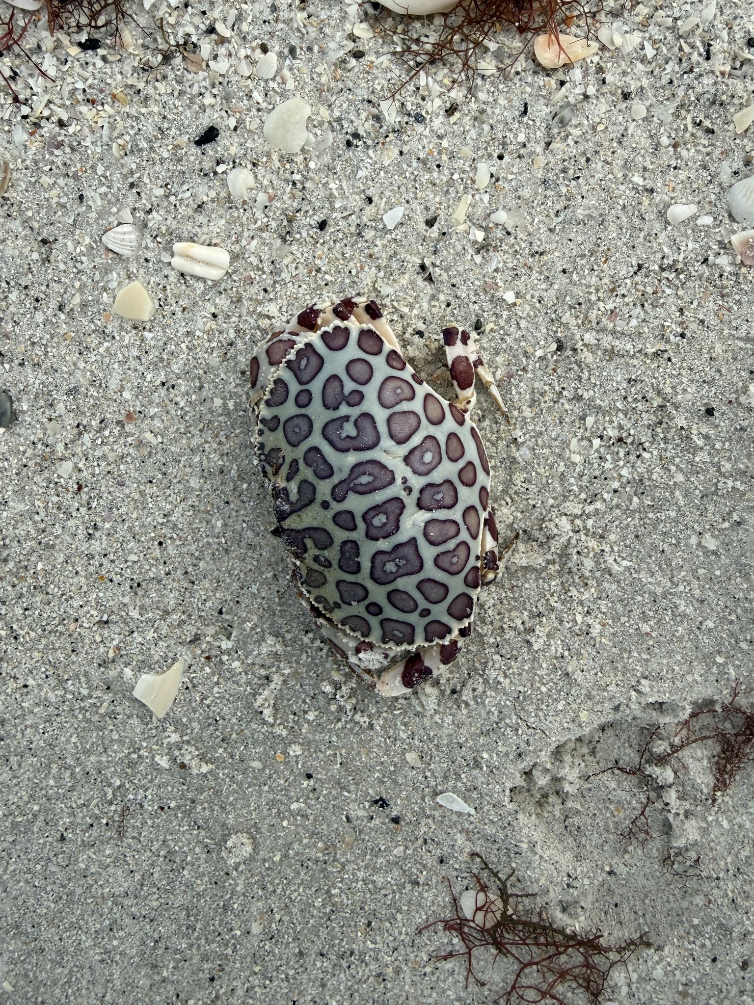 gbif image for Hepatus epheliticus