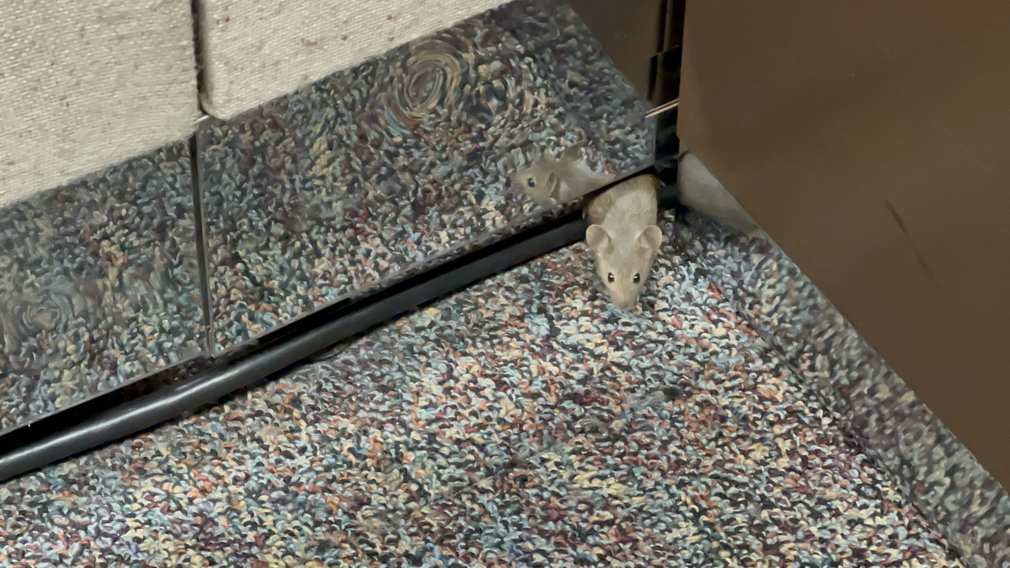 gbif image for Mus musculus