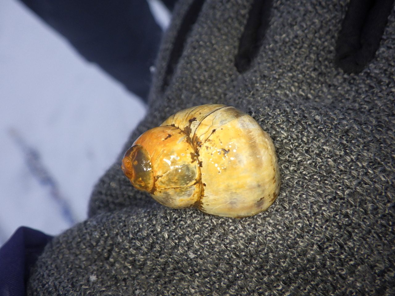 gbif image for Viviparus viviparus