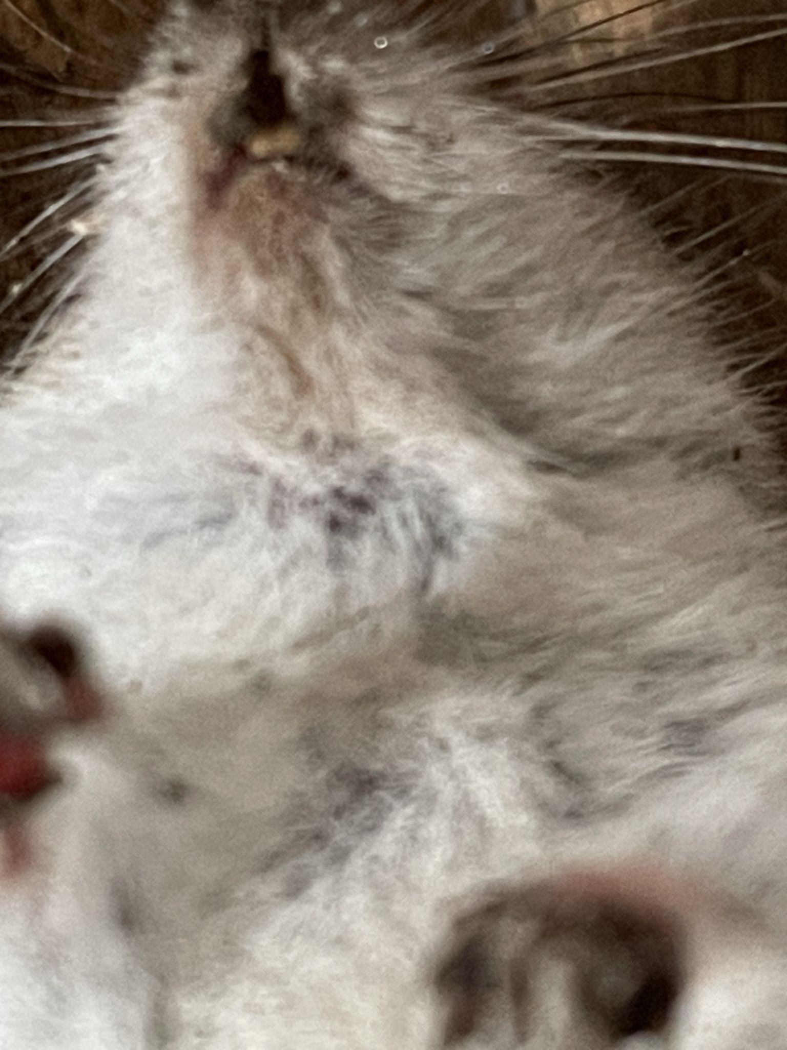 gbif image for Peromyscus maniculatus