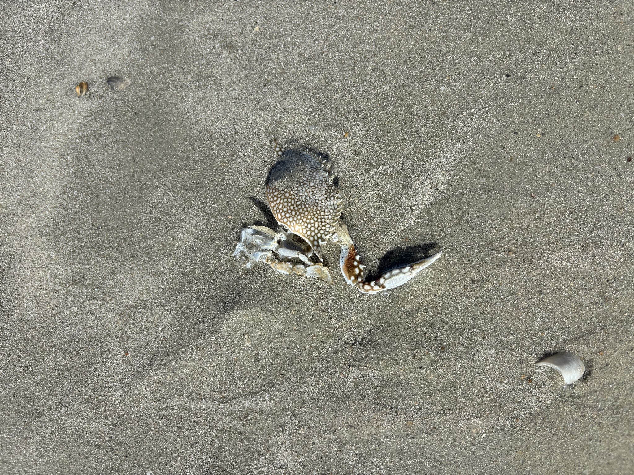 gbif image for Arenaeus cribrarius