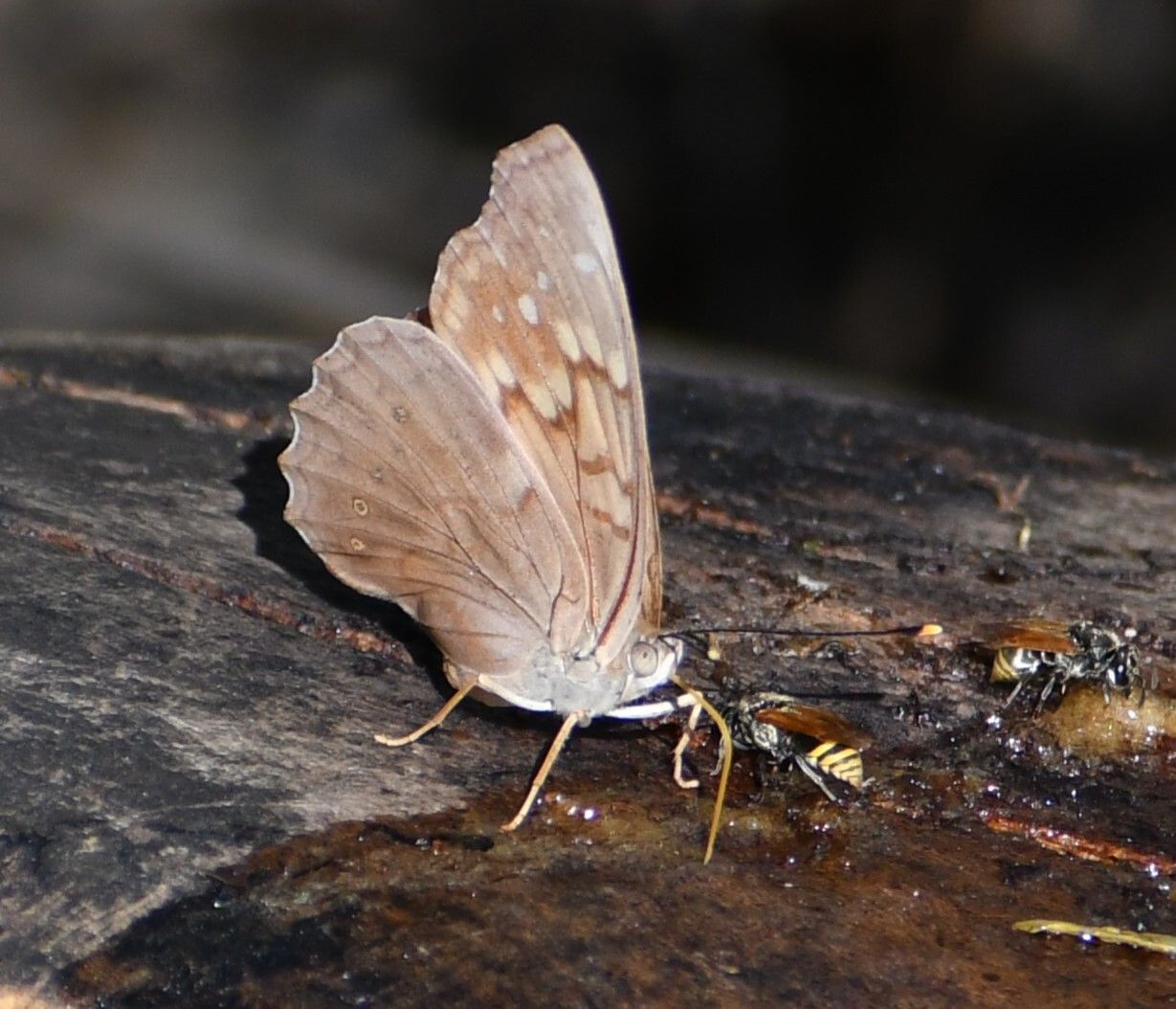 gbif image for Asterocampa clyton