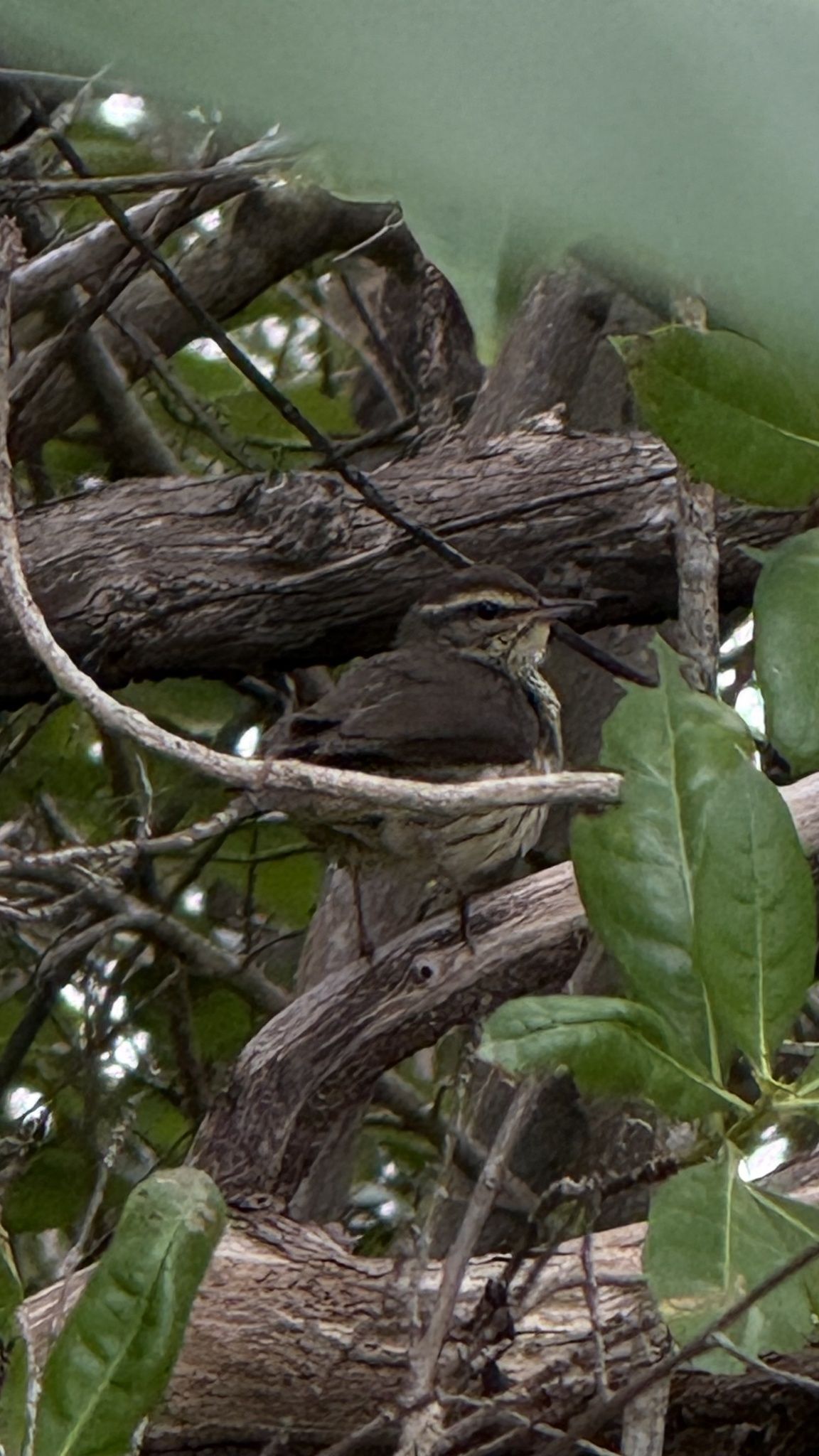 gbif image for Seiurus noveboracensis