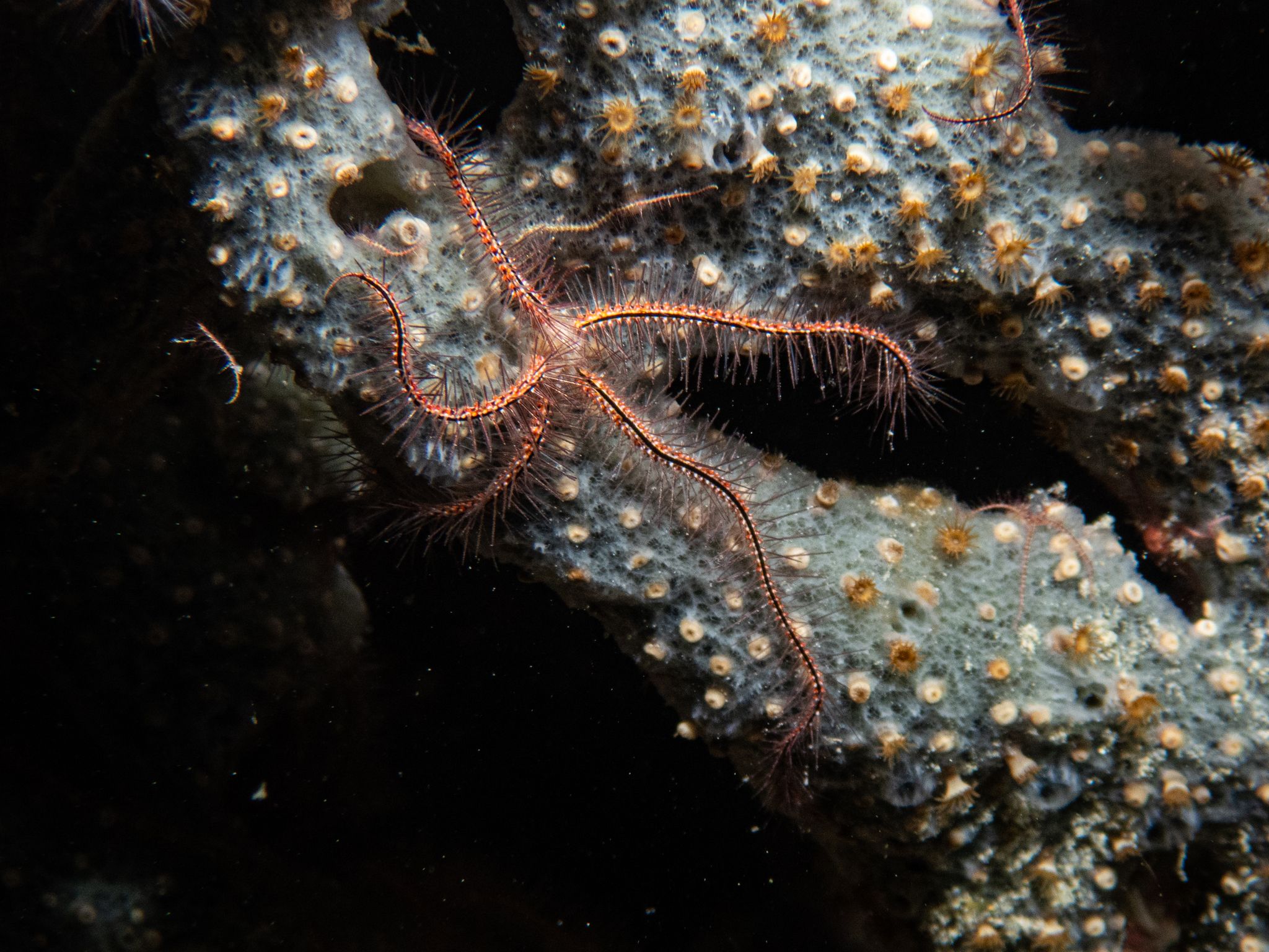 gbif image for Ophiothrix suensoni