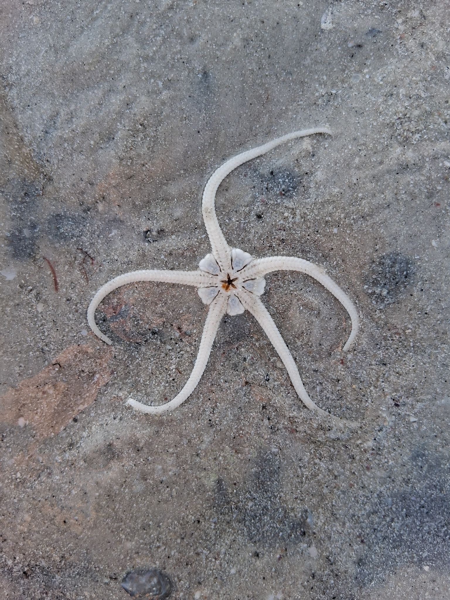 gbif image for Ophiolepis elegans