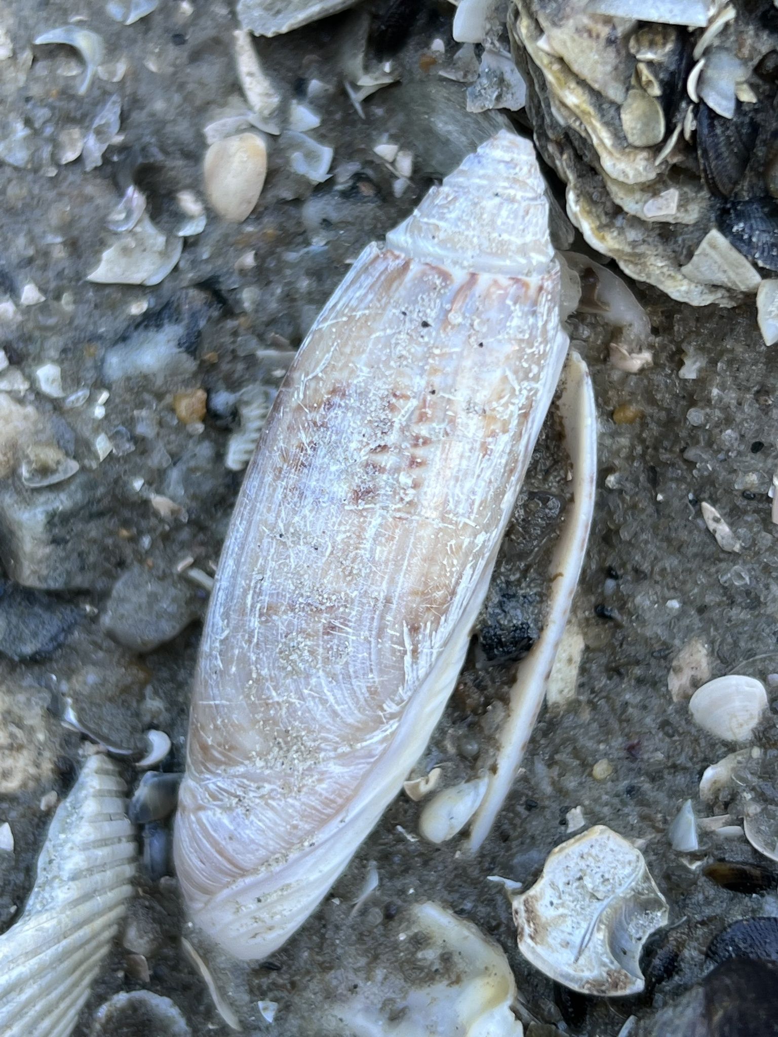 gbif image for Oliva sayana