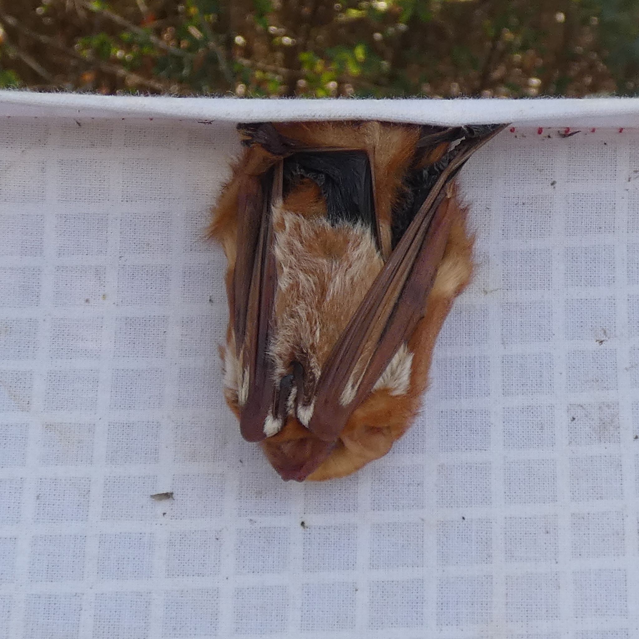 gbif image for Lasiurus borealis