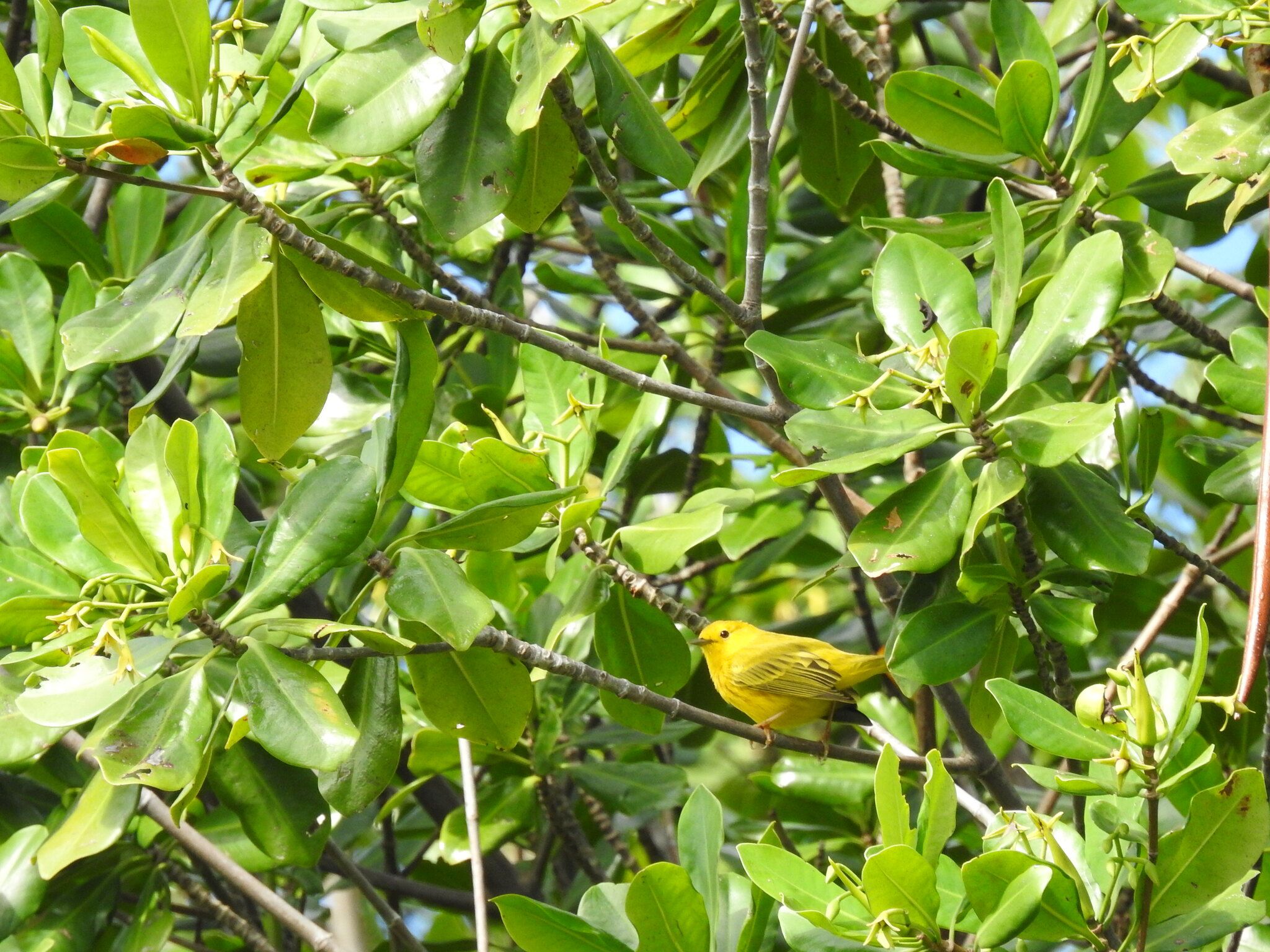 gbif image for Dendroica petechia