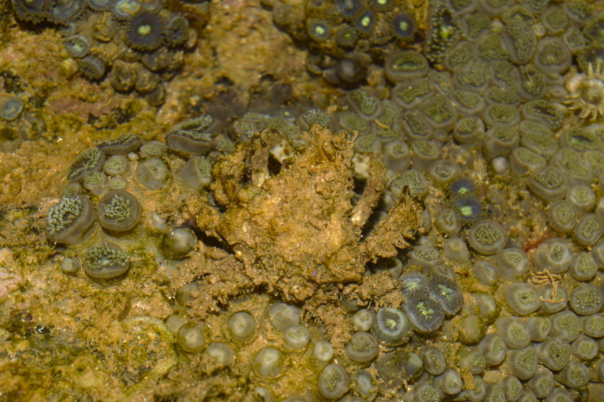 gbif image for Microphrys bicornuta