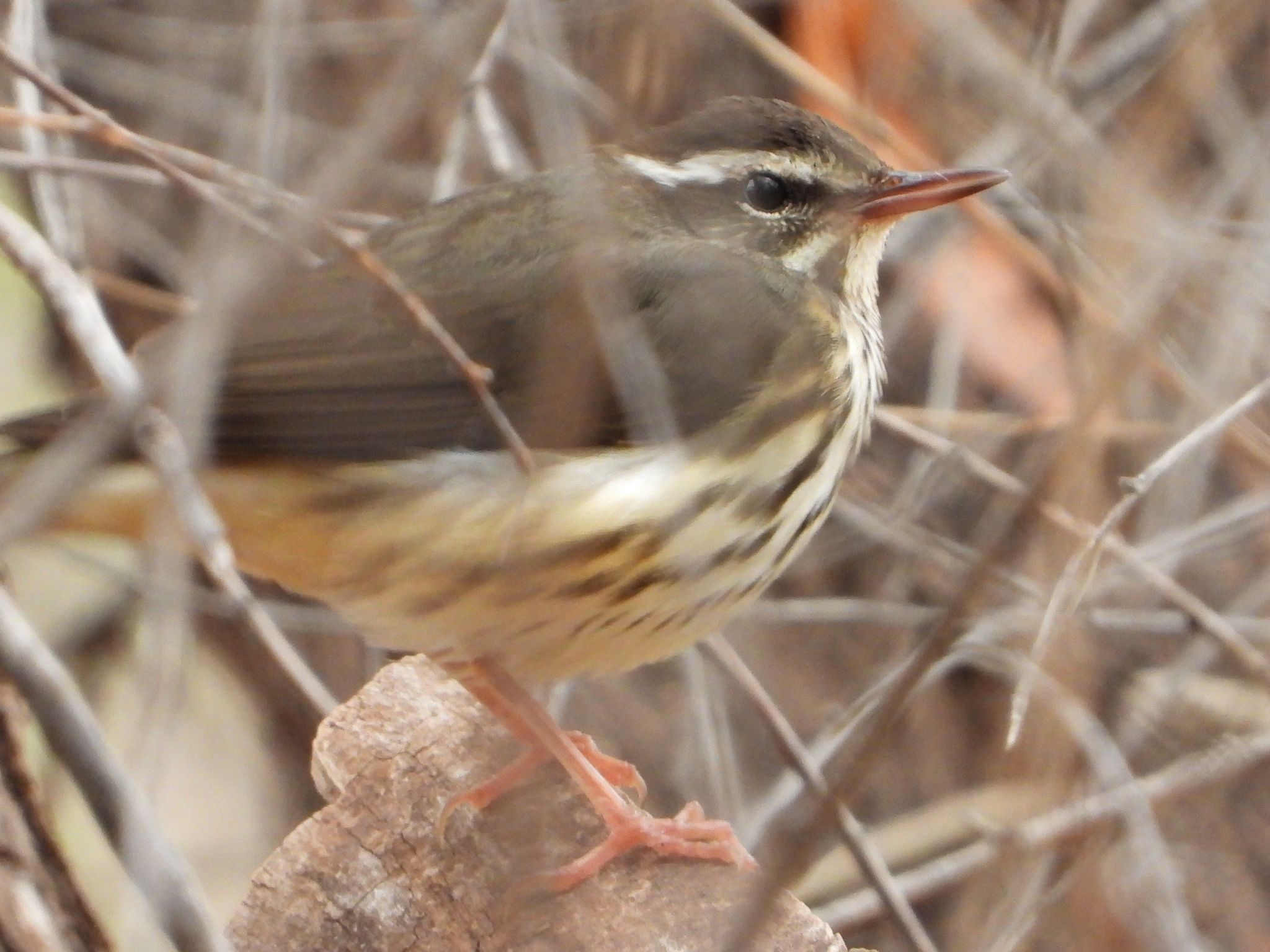 gbif image for Seiurus motacilla