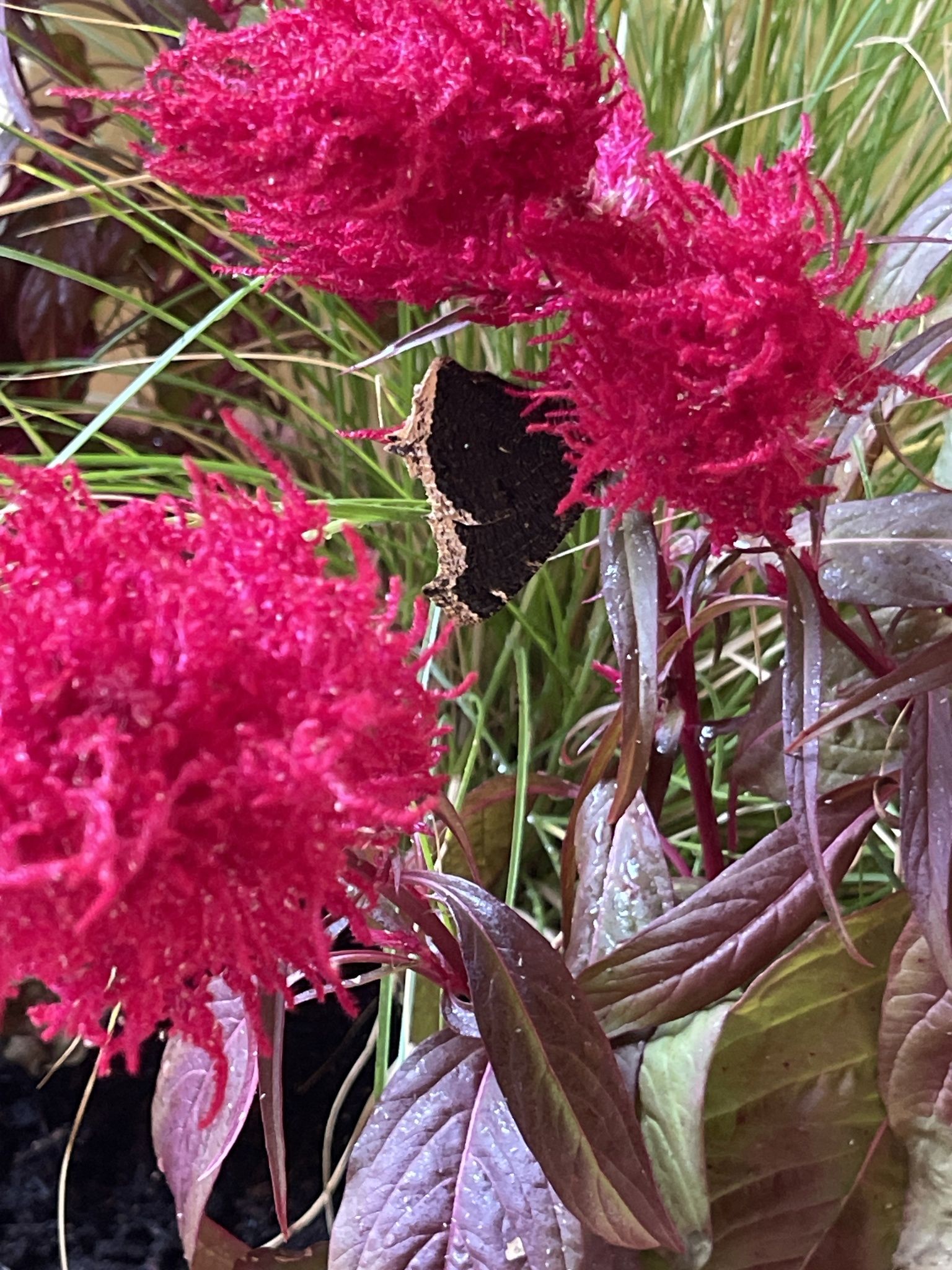 gbif image for Nymphalis antiopa