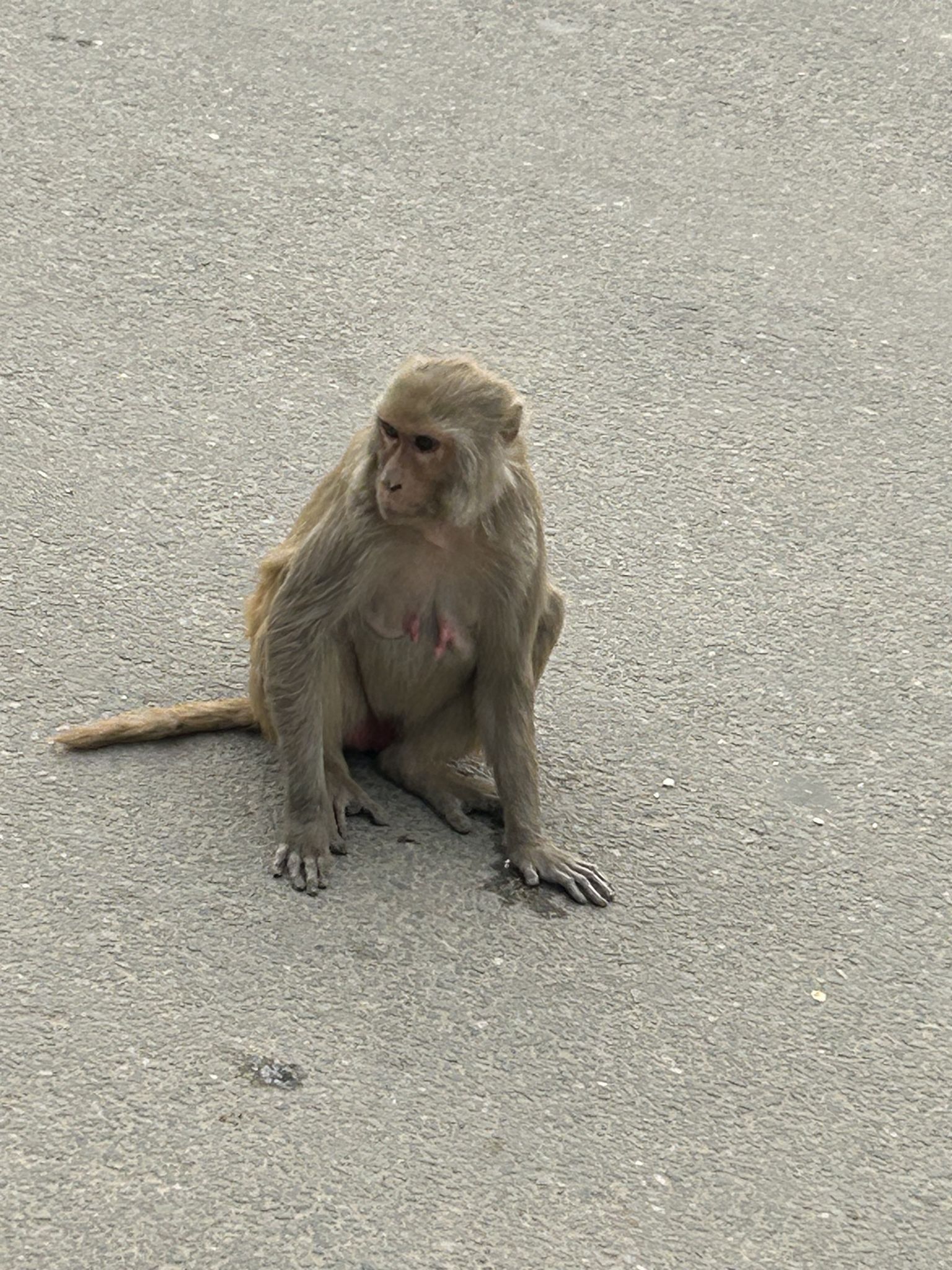 gbif image for Macaca mulatta