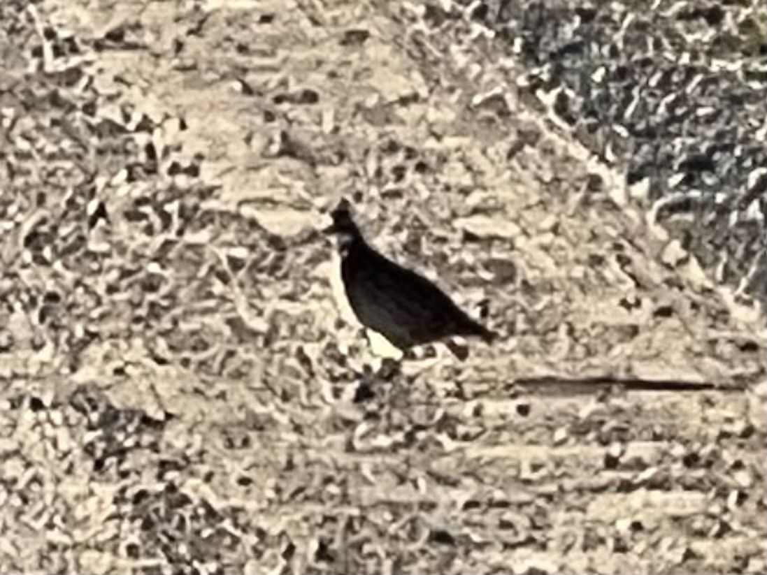 gbif image for Colinus virginianus