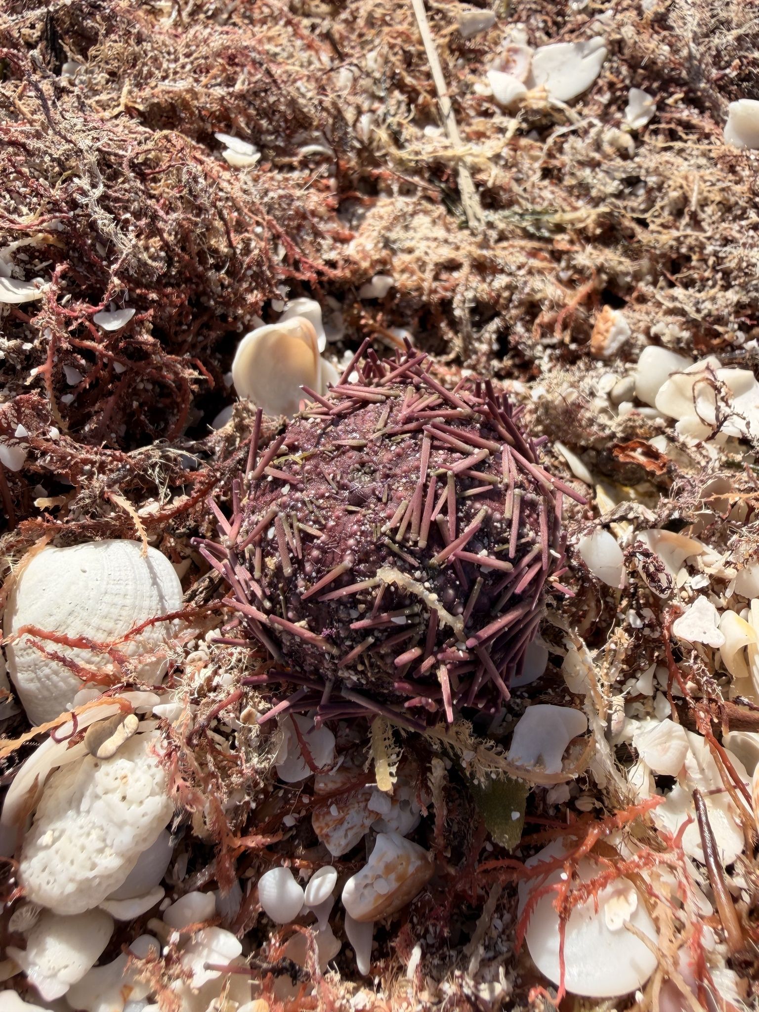 gbif image for Lytechinus variegatus