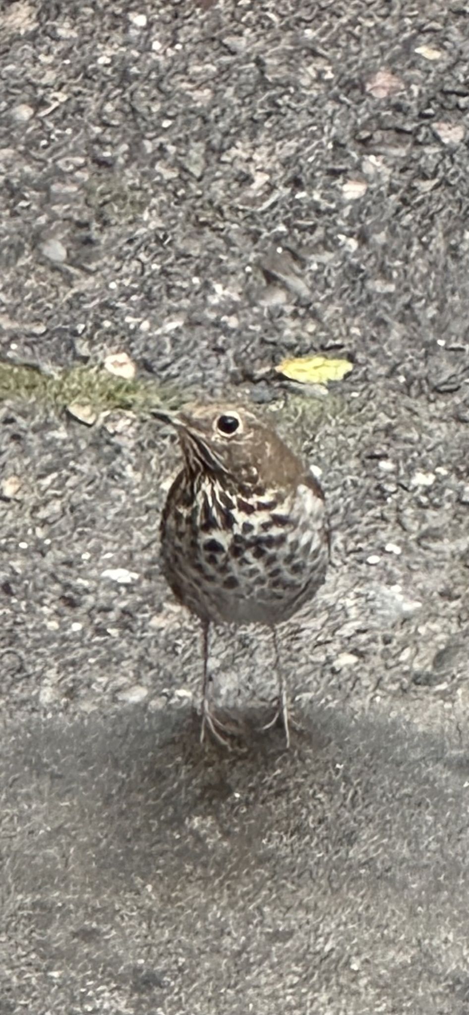 gbif image for Catharus ustulatus