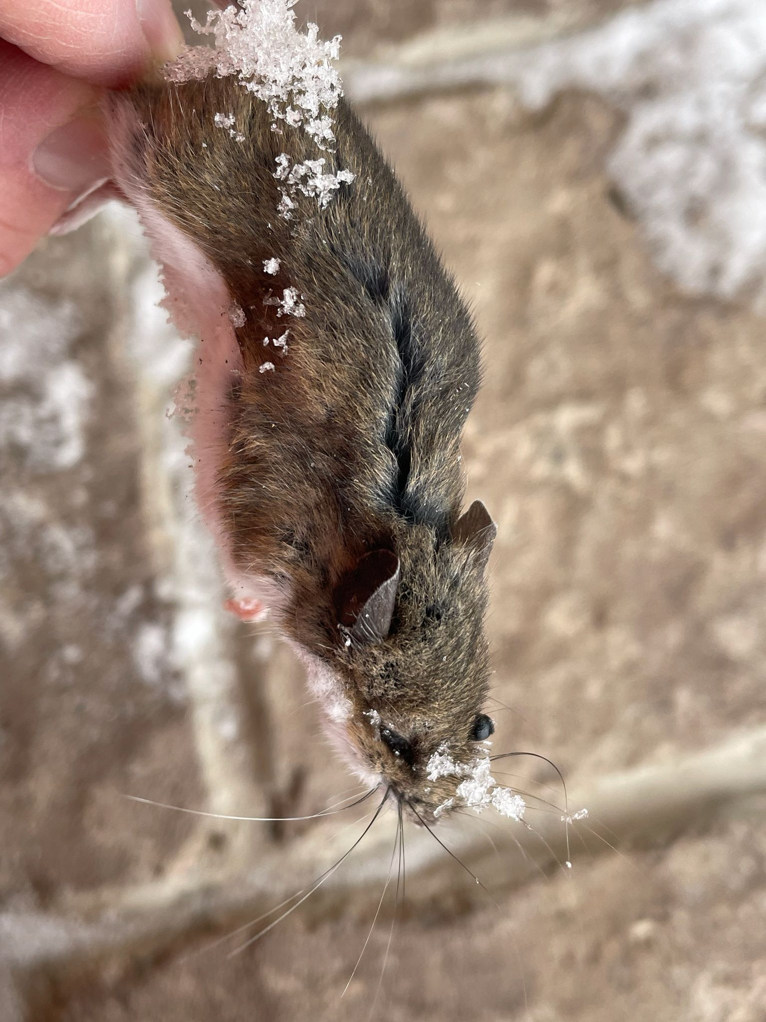 gbif image for Peromyscus leucopus