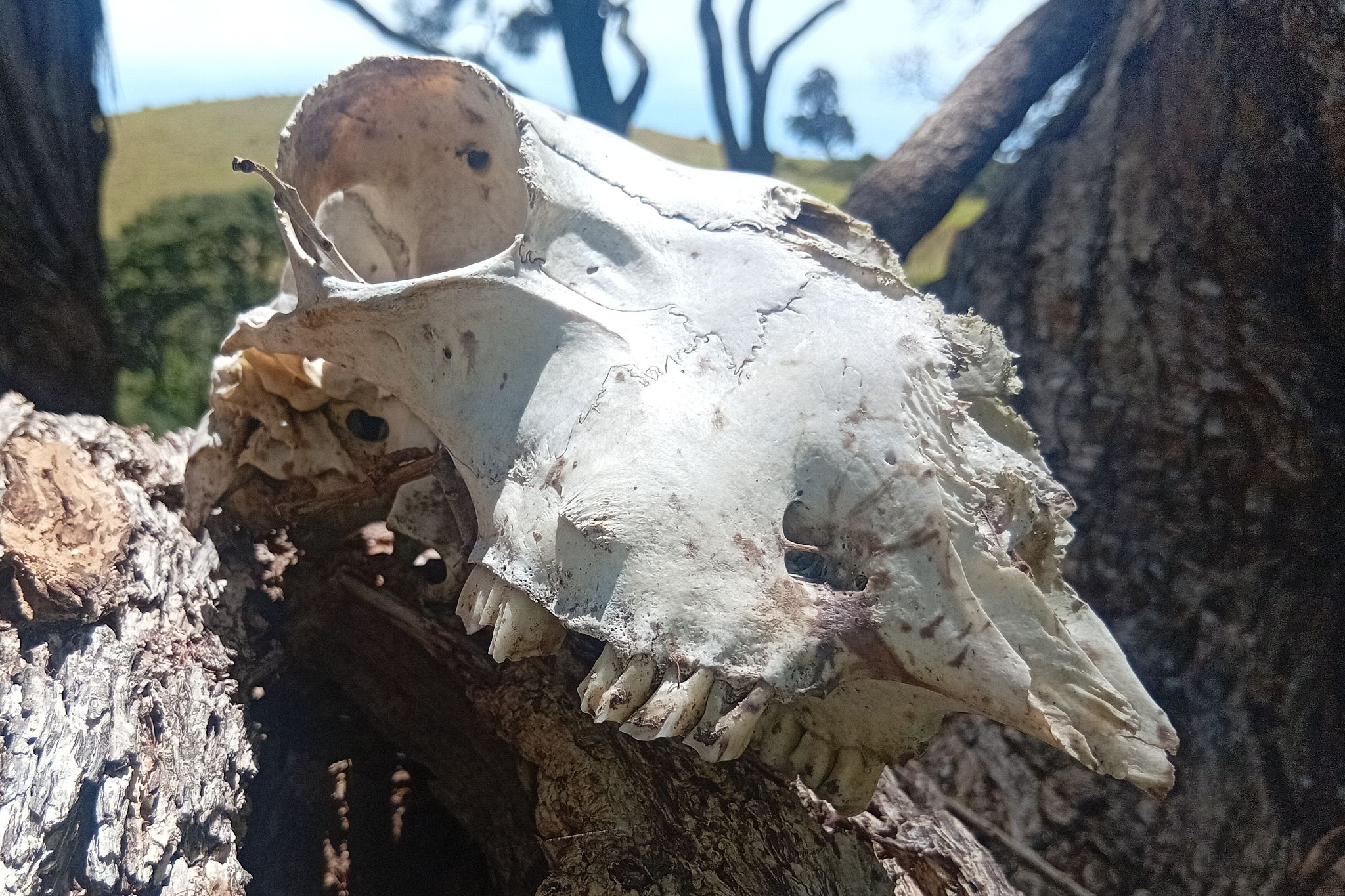 gbif image for Ovis aries