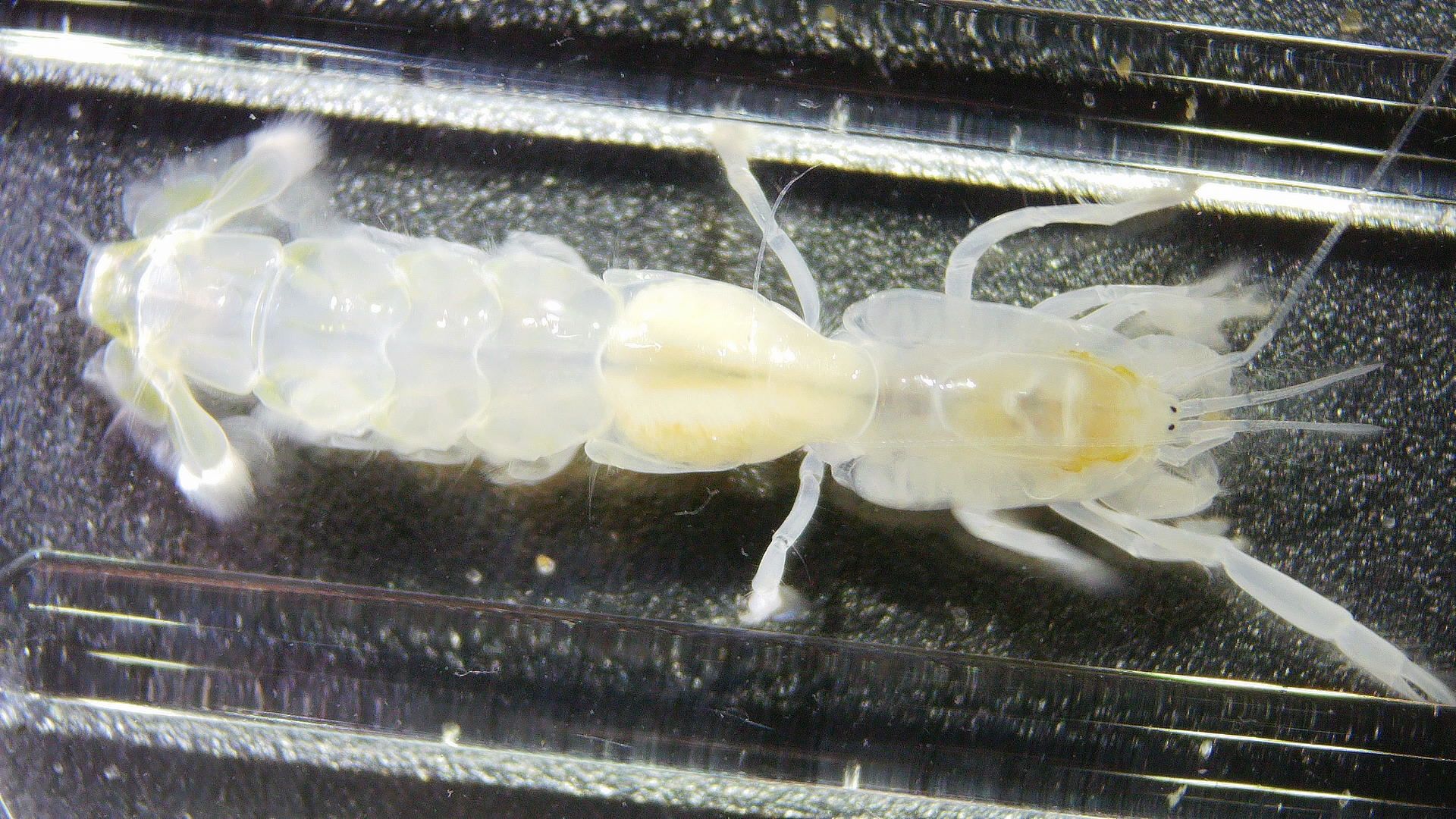 gbif image for Callianassa biformis