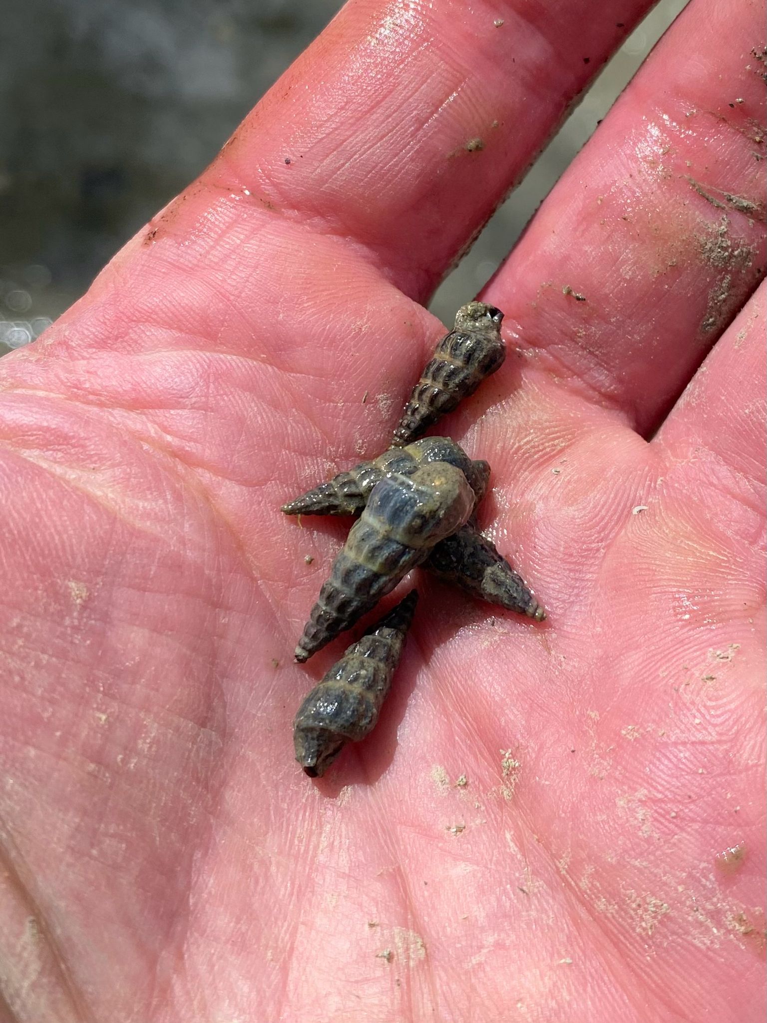 gbif image for Zeacumantus lutulentus