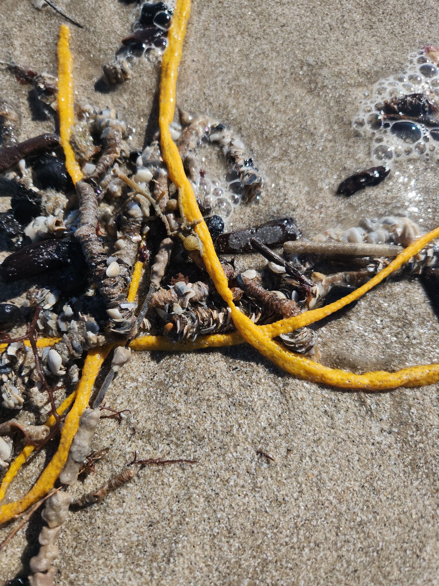 gbif image for Leptogorgia setacea