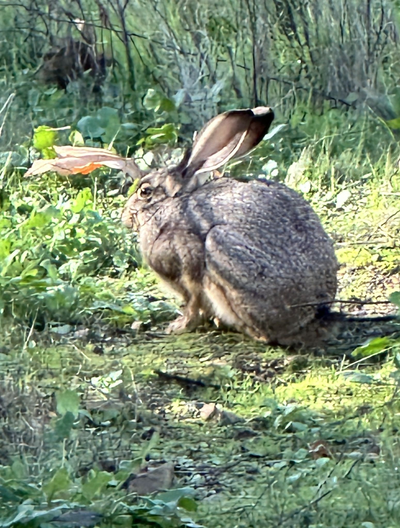 gbif image for Lepus californicus