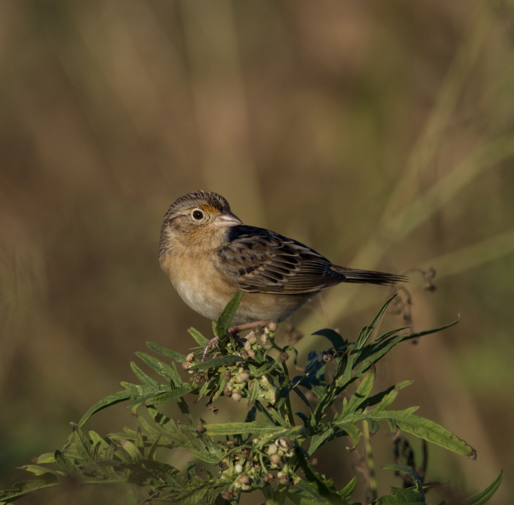 gbif image for Ammodramus savannarum