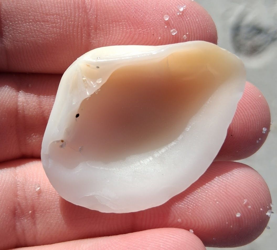 gbif image for Eucrassatella speciosa