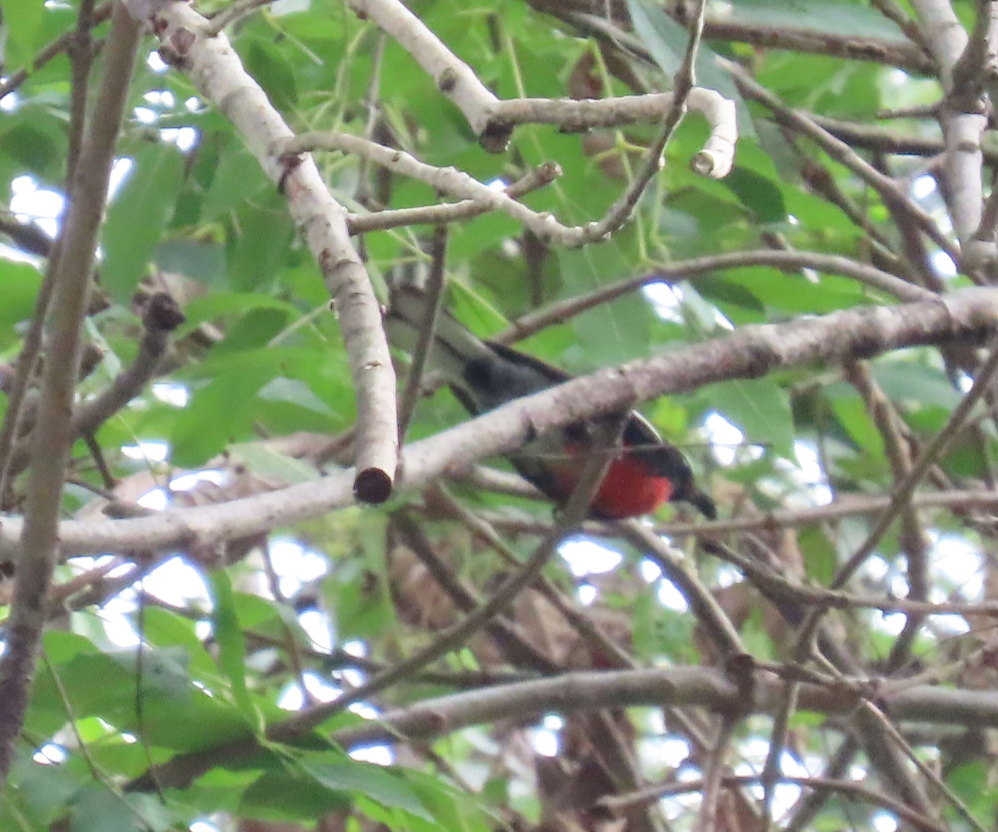 gbif image for Myioborus Myioborus pictus