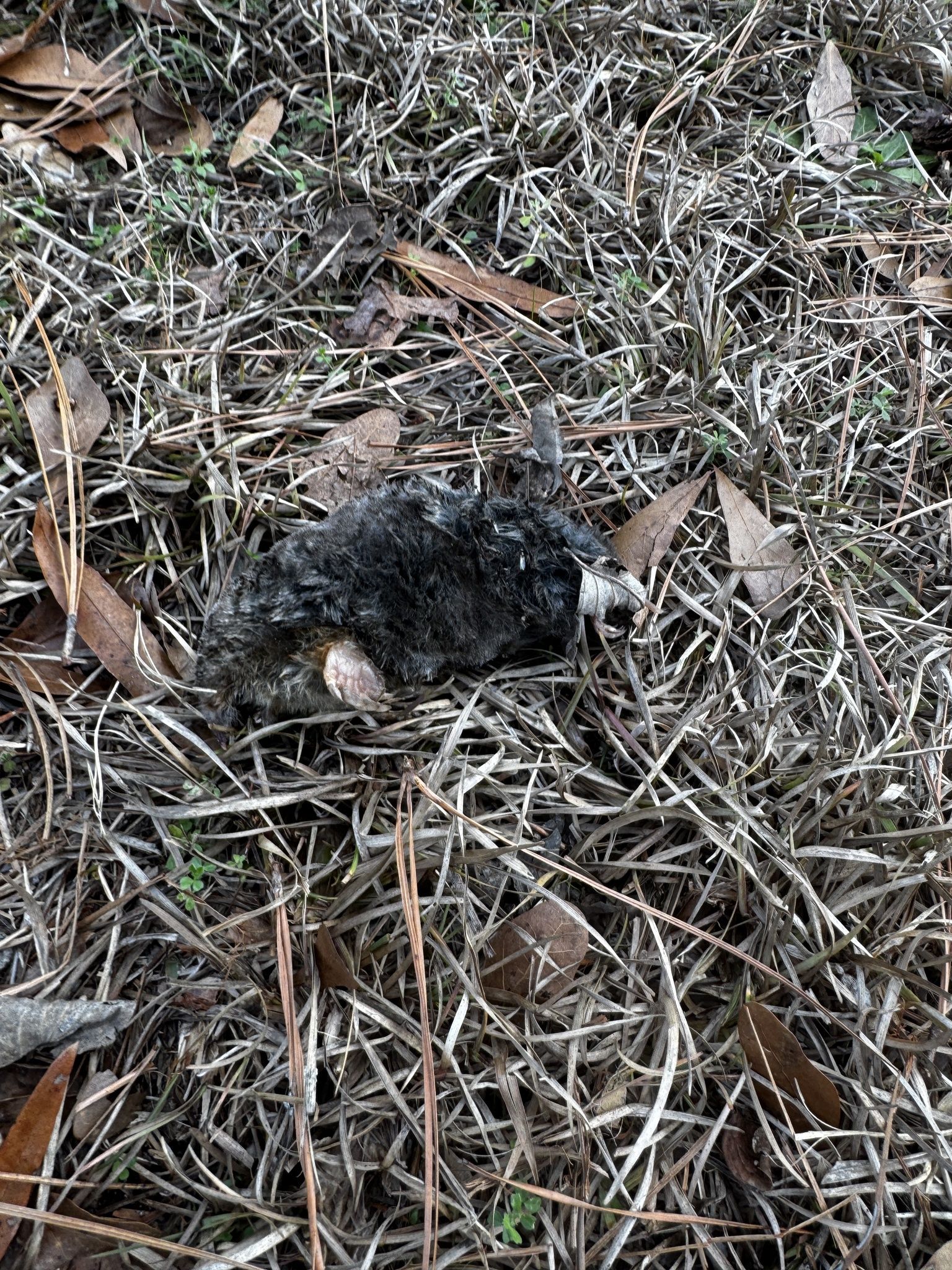 gbif image for Scalopus aquaticus