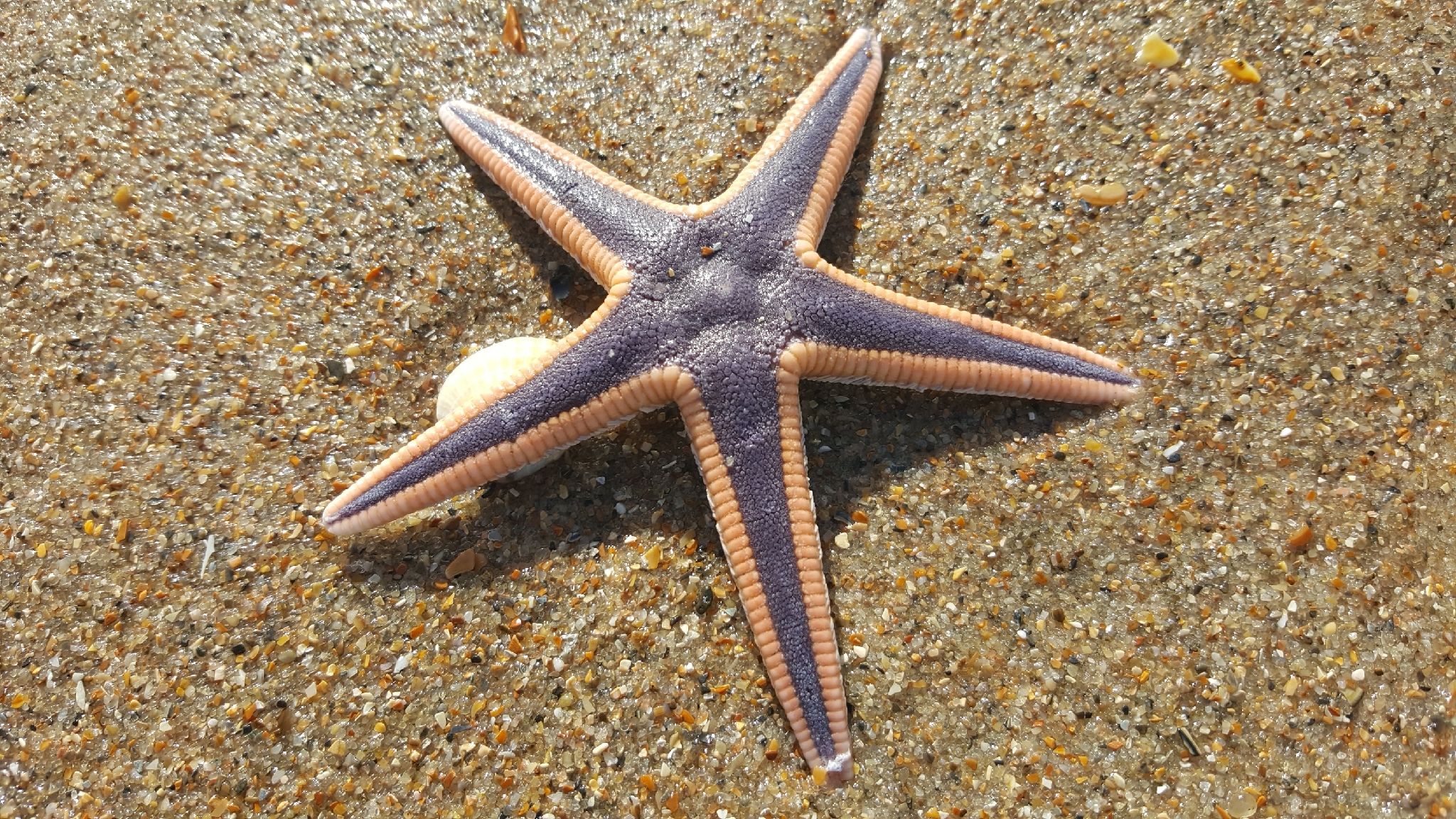 gbif image for Astropecten articulatus