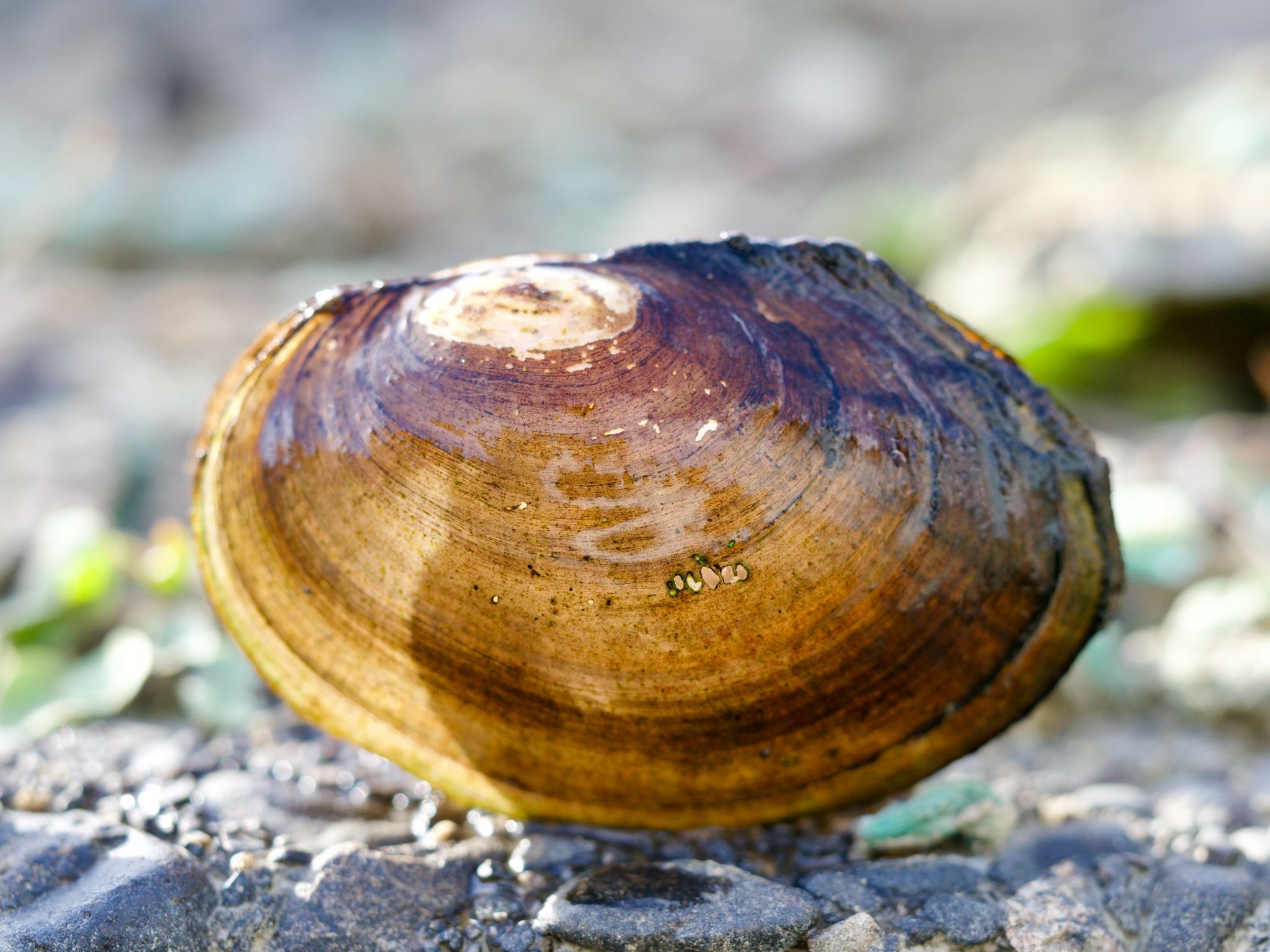 gbif image for Anodonta woodiana