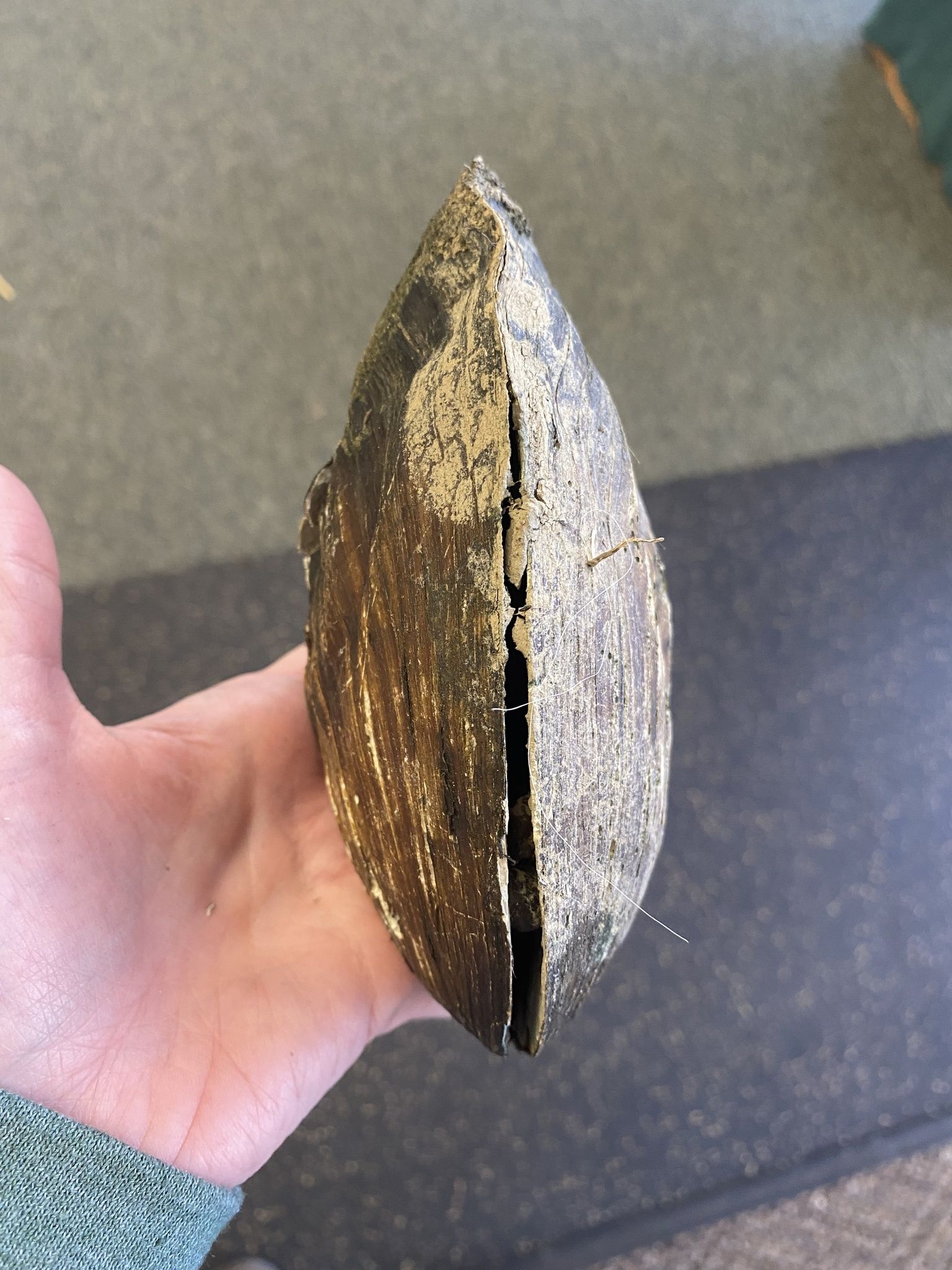 gbif image for Megalonaias boykiniana